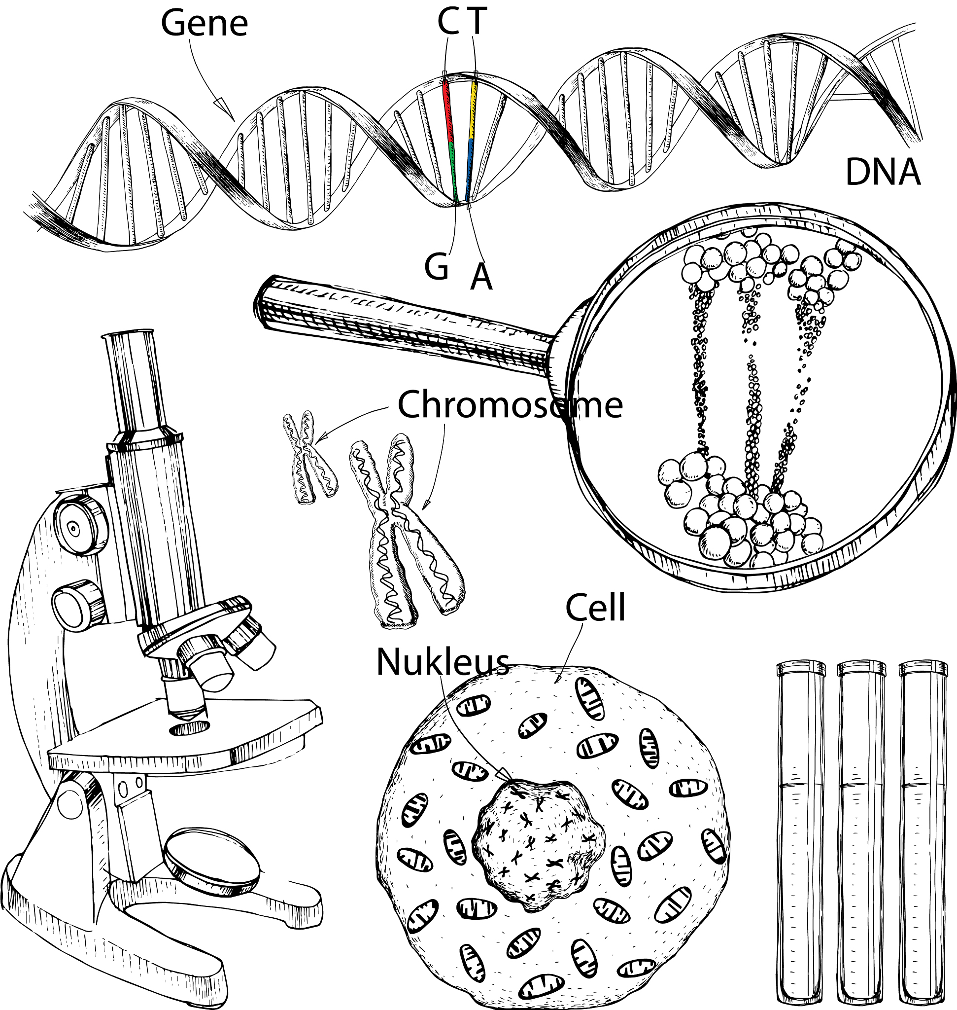 目前较多采用的表达系统为大肠杆菌表达系统。然而当外源蛋白质在大肠杆菌中高效表达时常形成不可溶无活性的聚集体又称包涵体包涵体须通过体外复性操作使其形成正确的高级结构才能得到具有预期生物活性的目的蛋白。目前针对外源蛋白质包涵体的最流行的复性操作是什么流程？