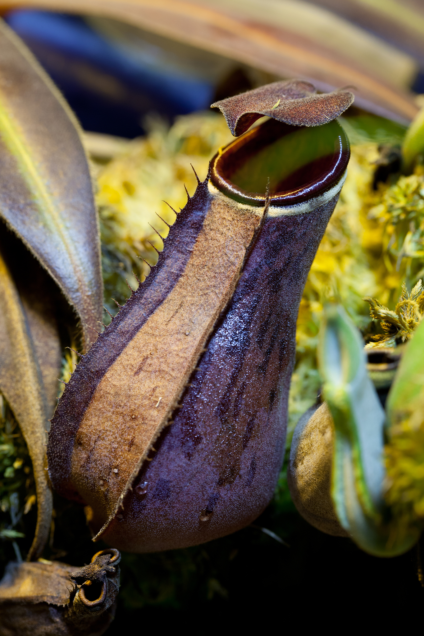 人类清理计划书：拯救地球，守护未来