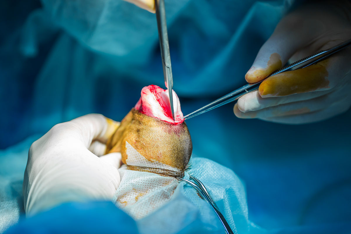 重庆职业学校畜牧兽医专业怎么样？就业前景及优势分析