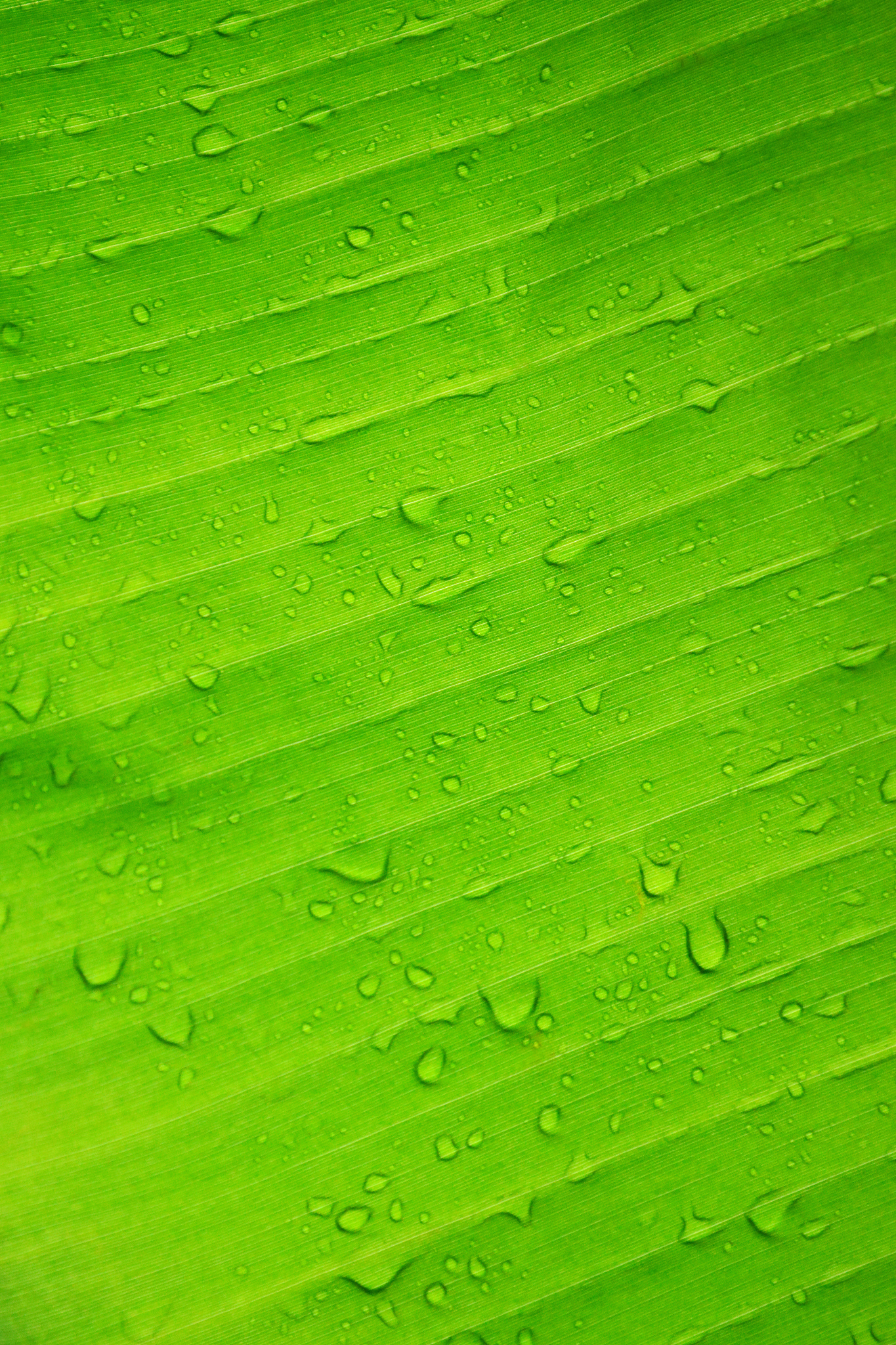 清晰绿色壁纸 护眼