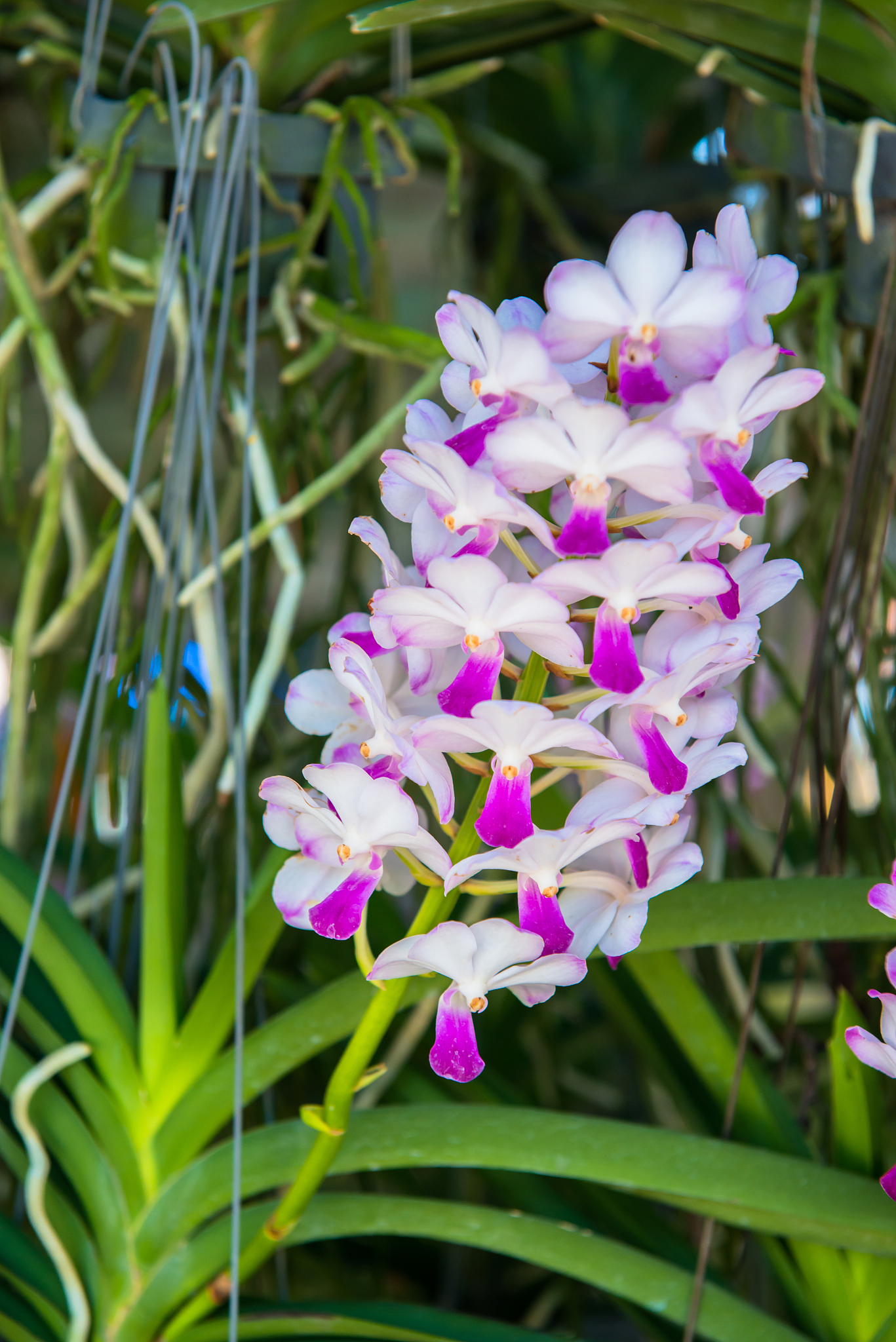 orchid