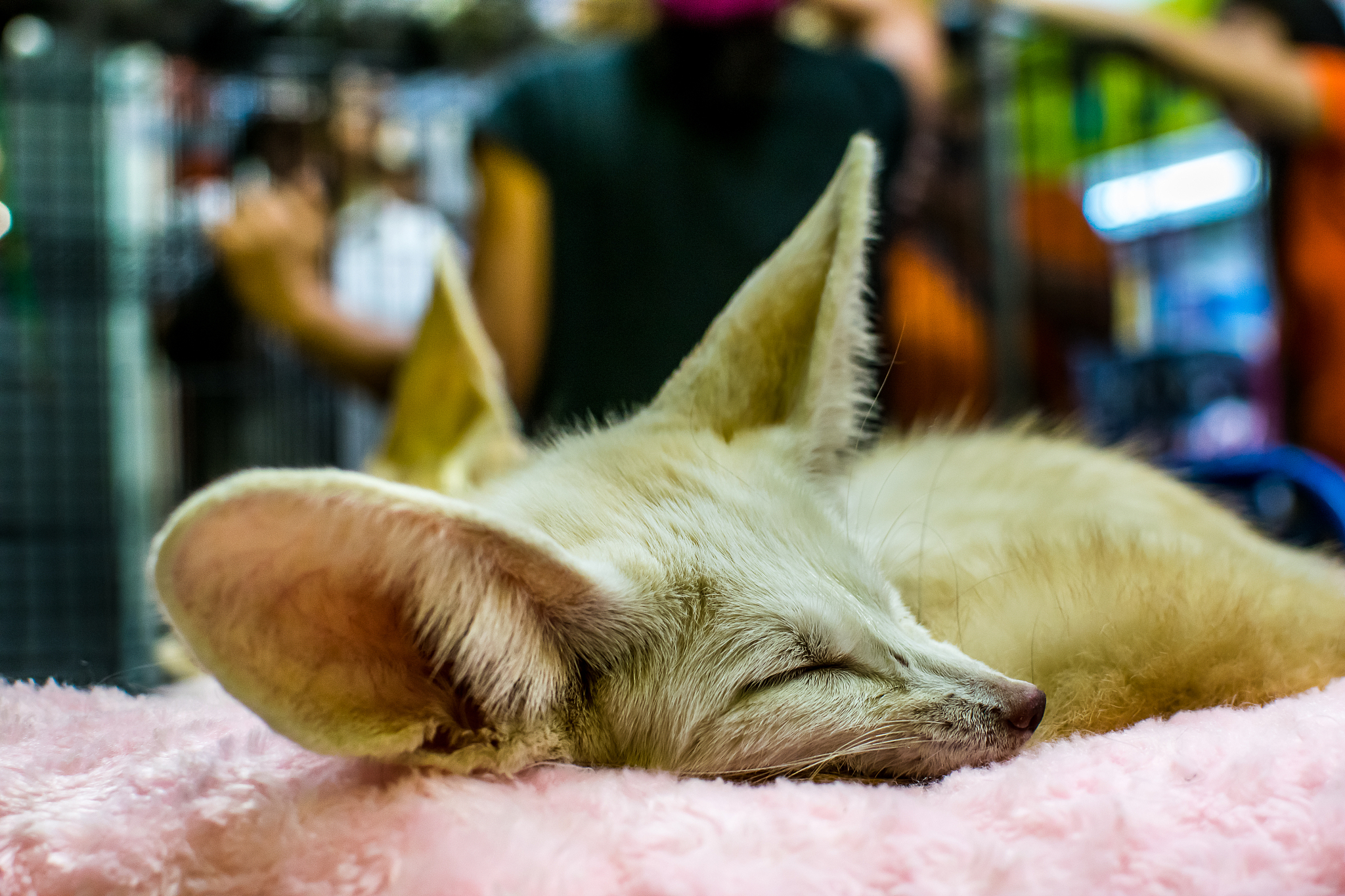 家庭成员性格与创新创业：狐狸、狗和猴子