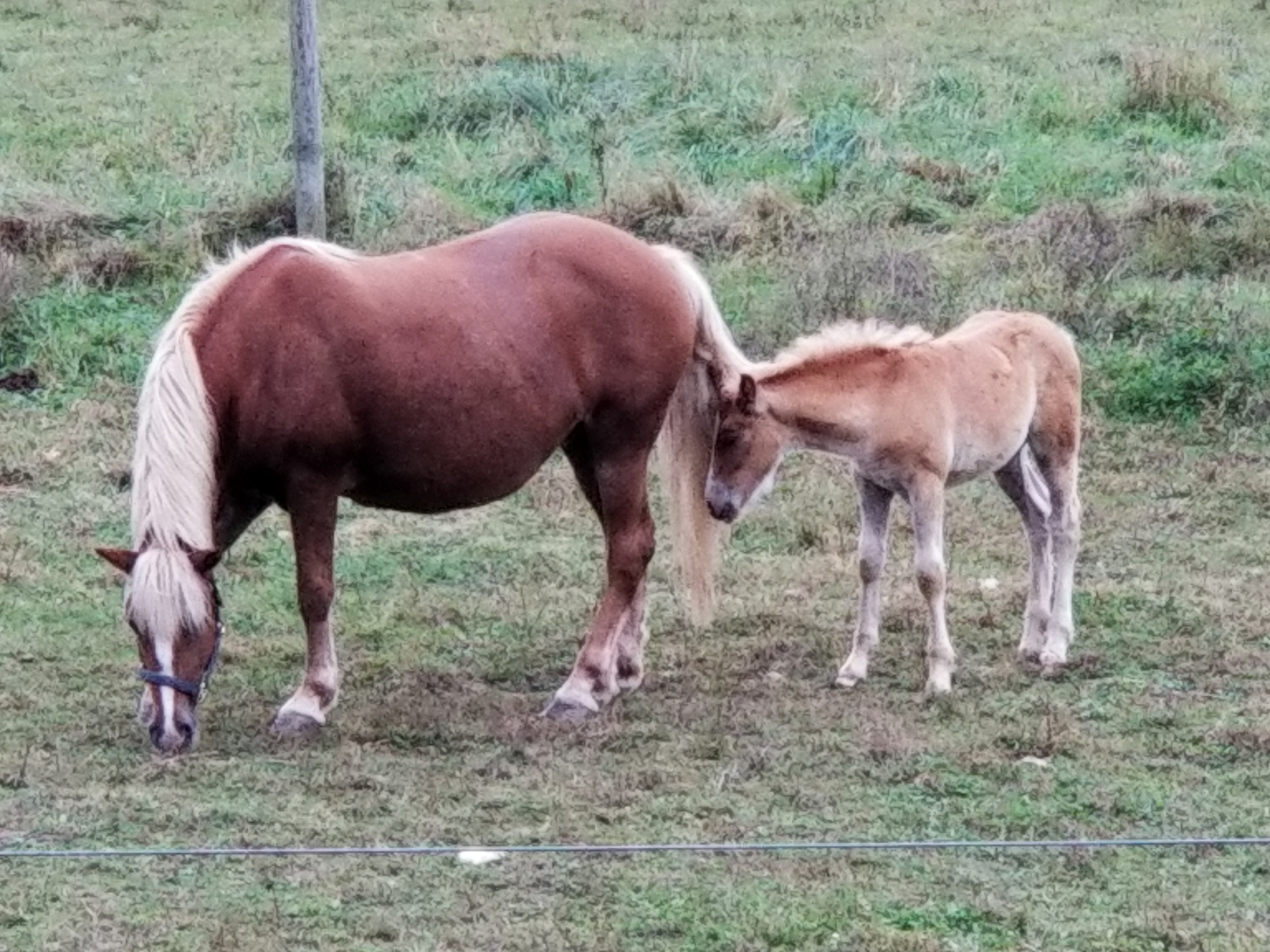 母马一天比一天瘦后来起不来是什么病呢？