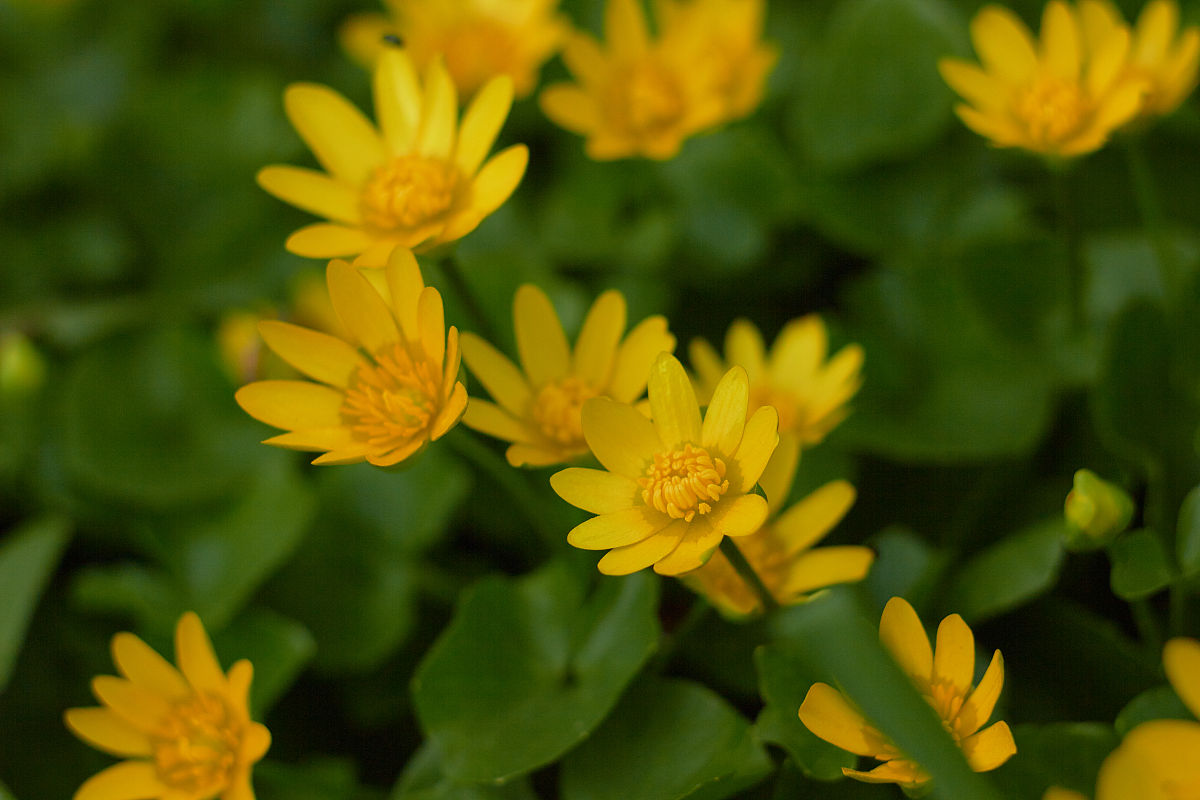 春意盎然：写给春天的作文