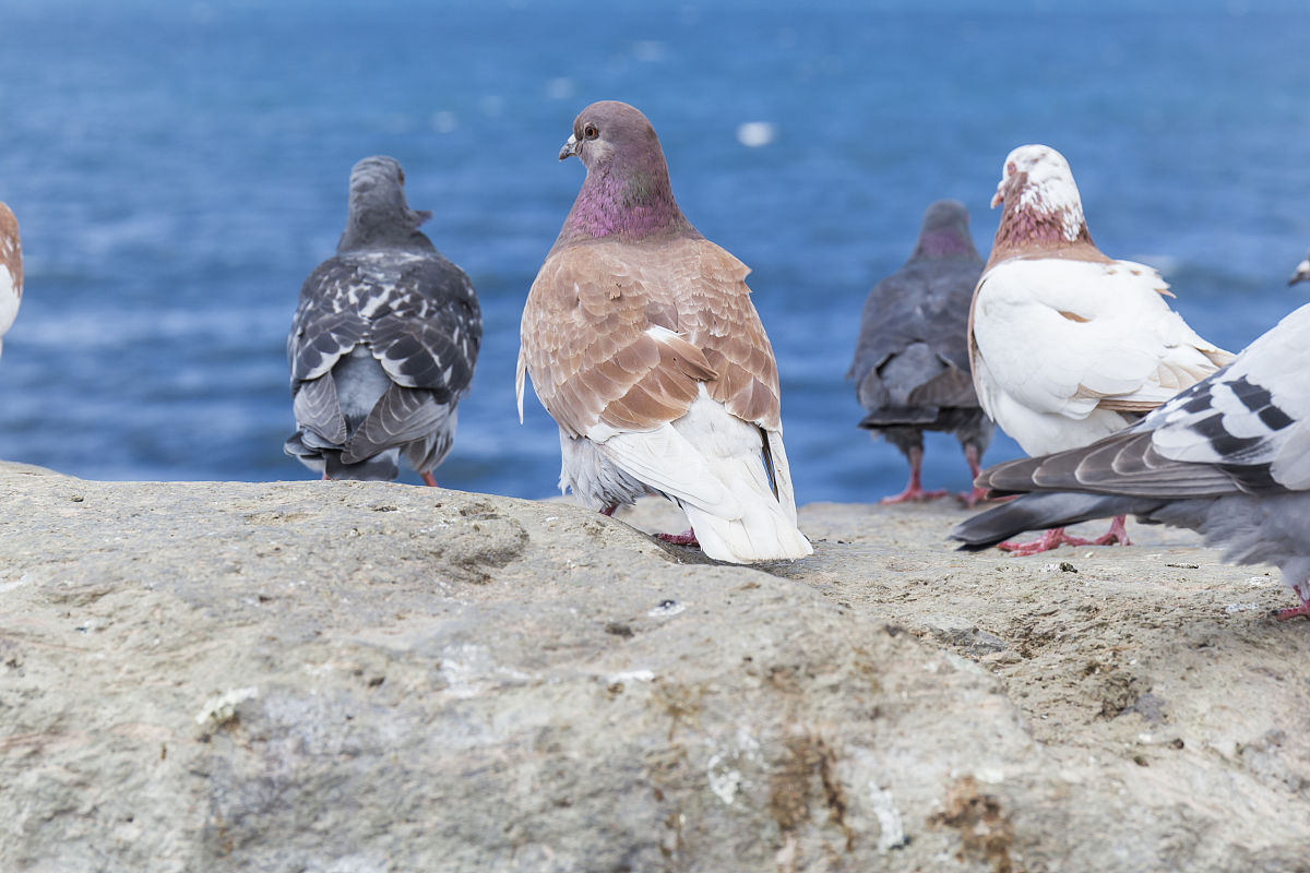 云雀斑鸽有好意寓意吗 云雀斑鸽有好意寓意吗