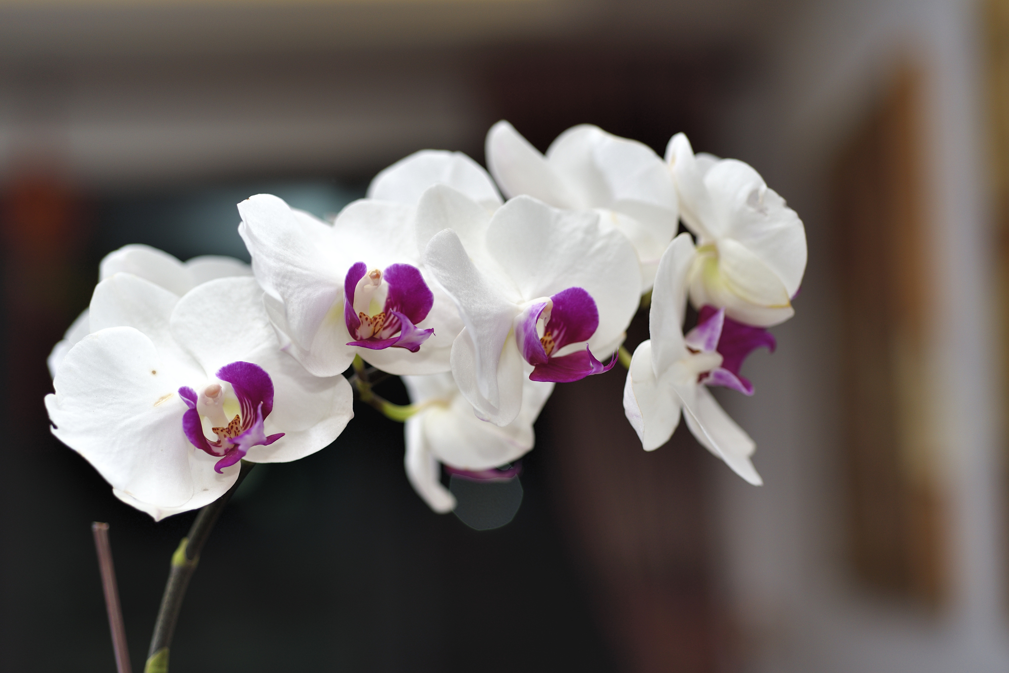 写一篇介绍清明的 文章