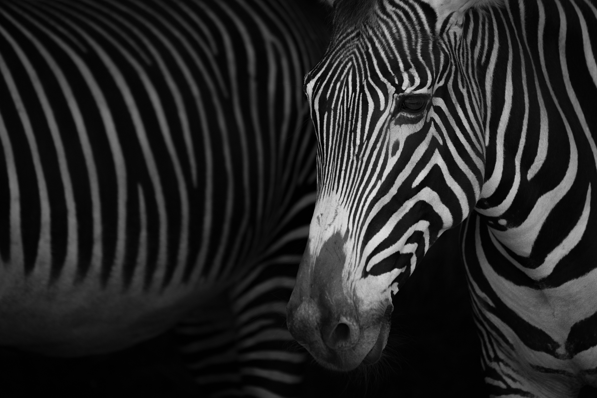 mono close-up of grevy zebra beside another