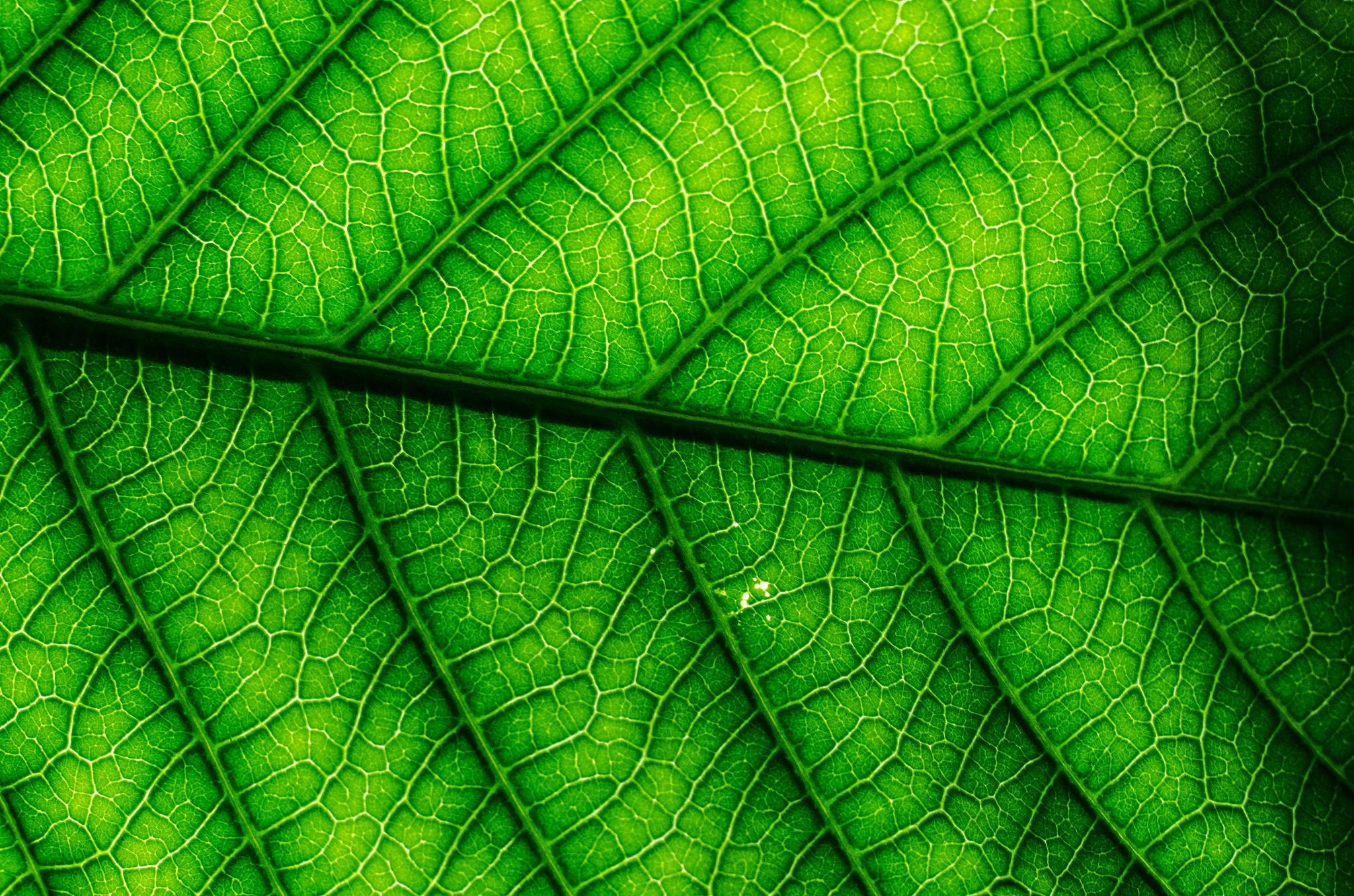 green leaf background texture close up ( cassia fistula)