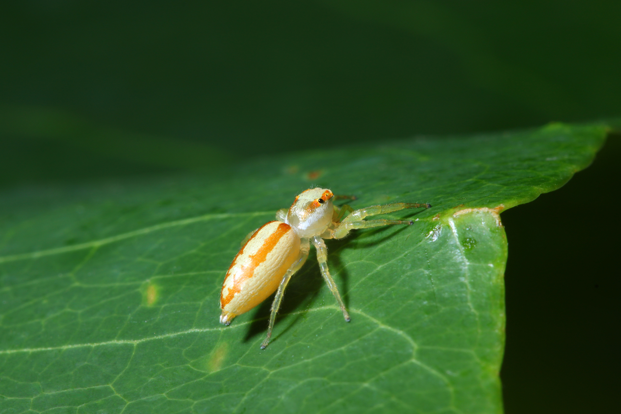 spider