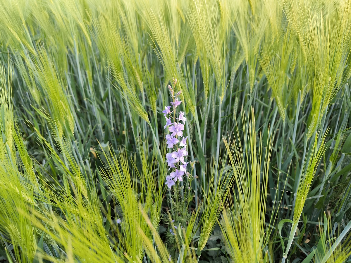 长日植物小麦和短日植物大豆的开花条件