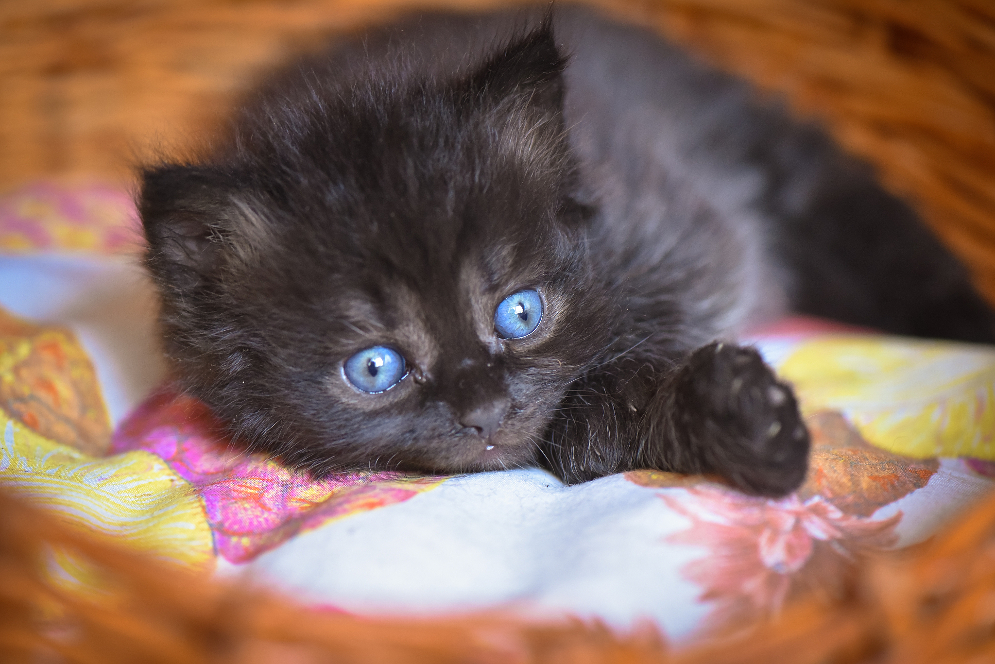 kittens