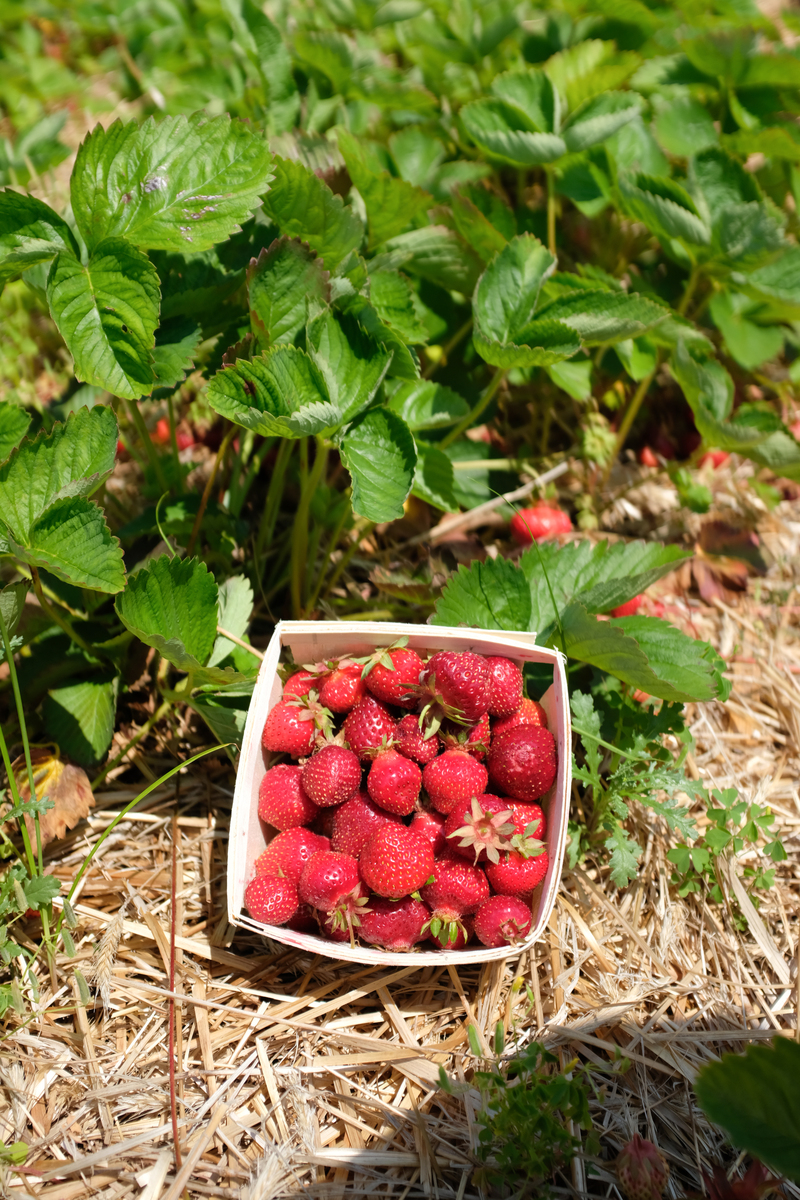 田园生活乐趣多：新鲜采摘，春日水果治愈心情