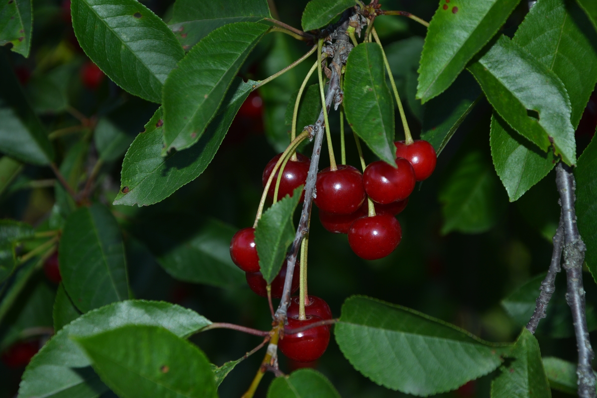 酸樱桃(prunus cerasus)在果园里.枝头上的红樱桃()