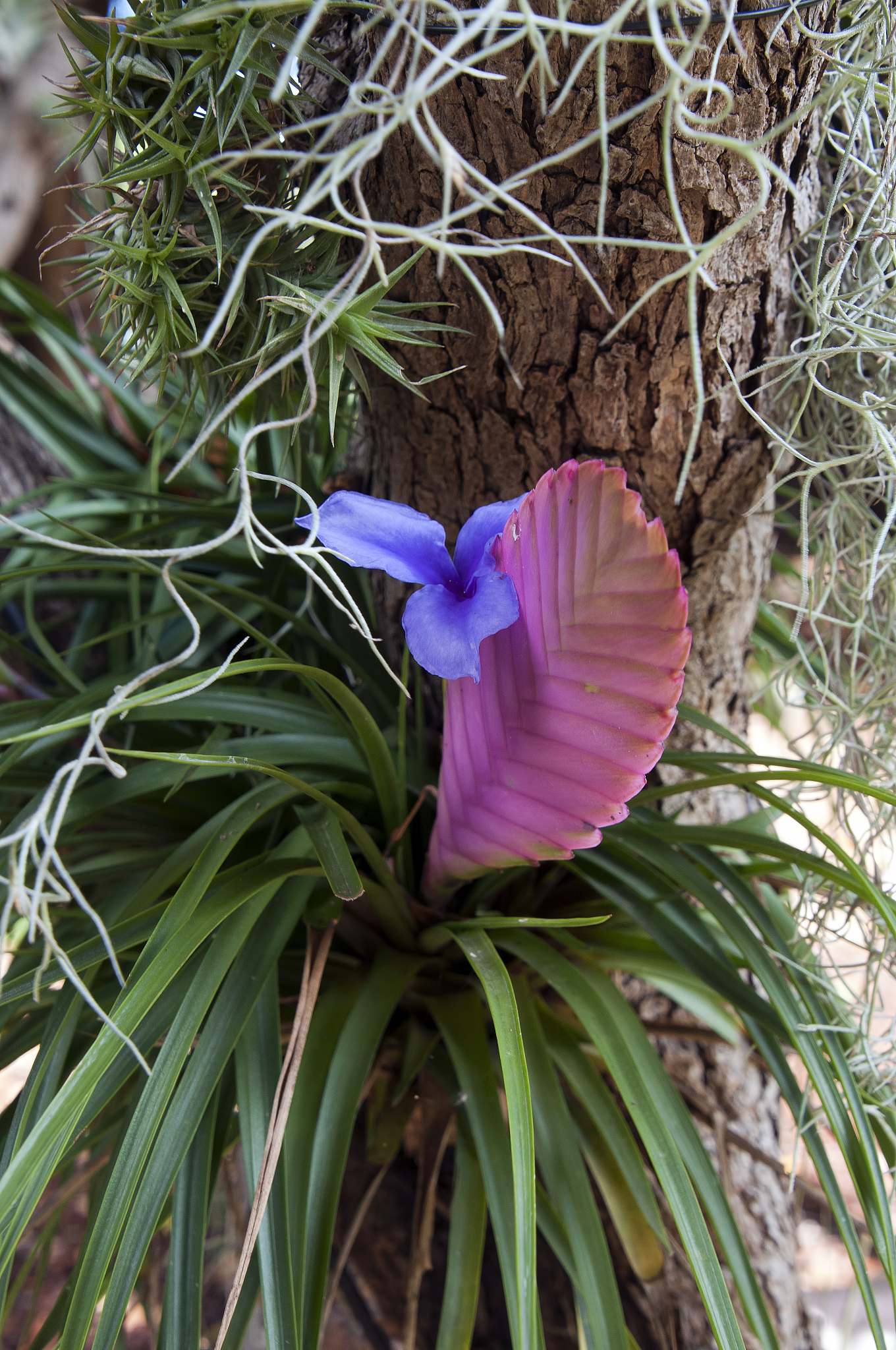quill of  wallisia cyanea or pink quill plant