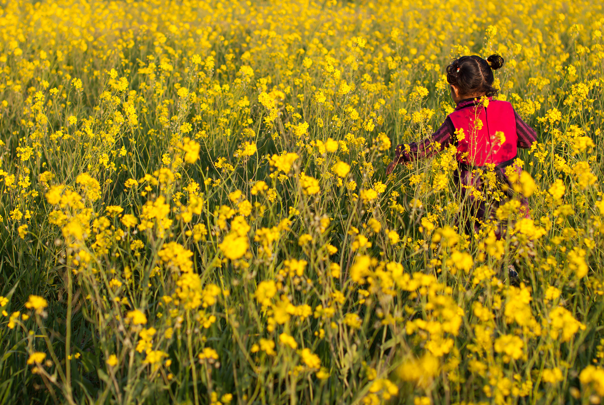 a girl playing in mustard field