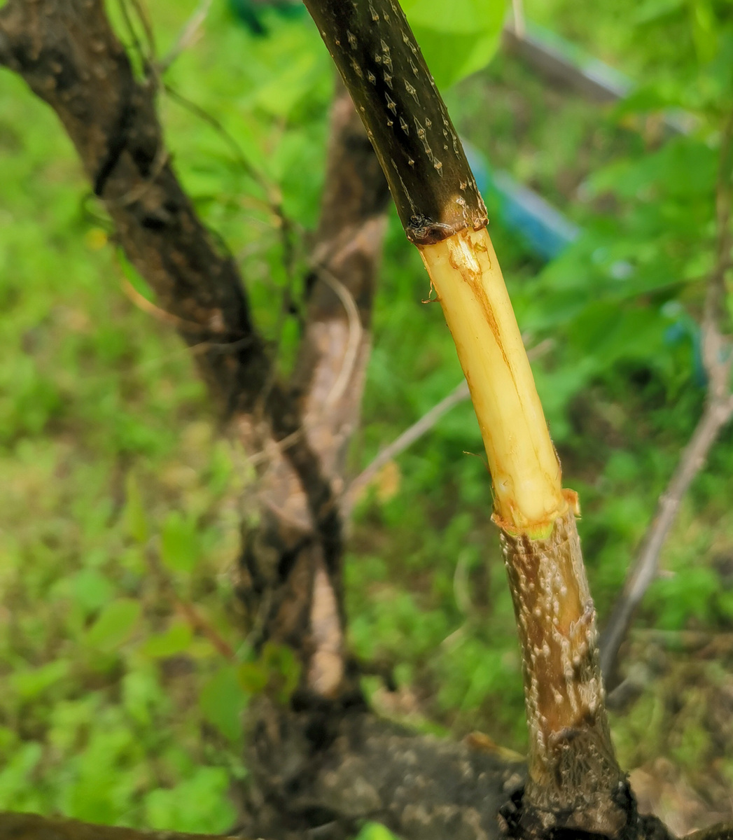 桔子树5月6月初嫁接最佳时间？技巧及注意事项