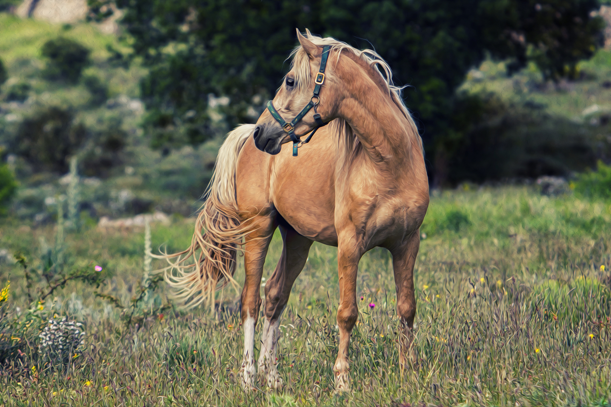 palomino horse race, free grazing in fields