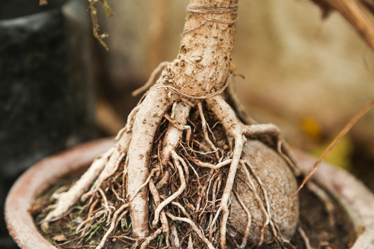 五指毛桃根煲汤的功效与作用 - 清热解毒、美容养颜、增强免疫力