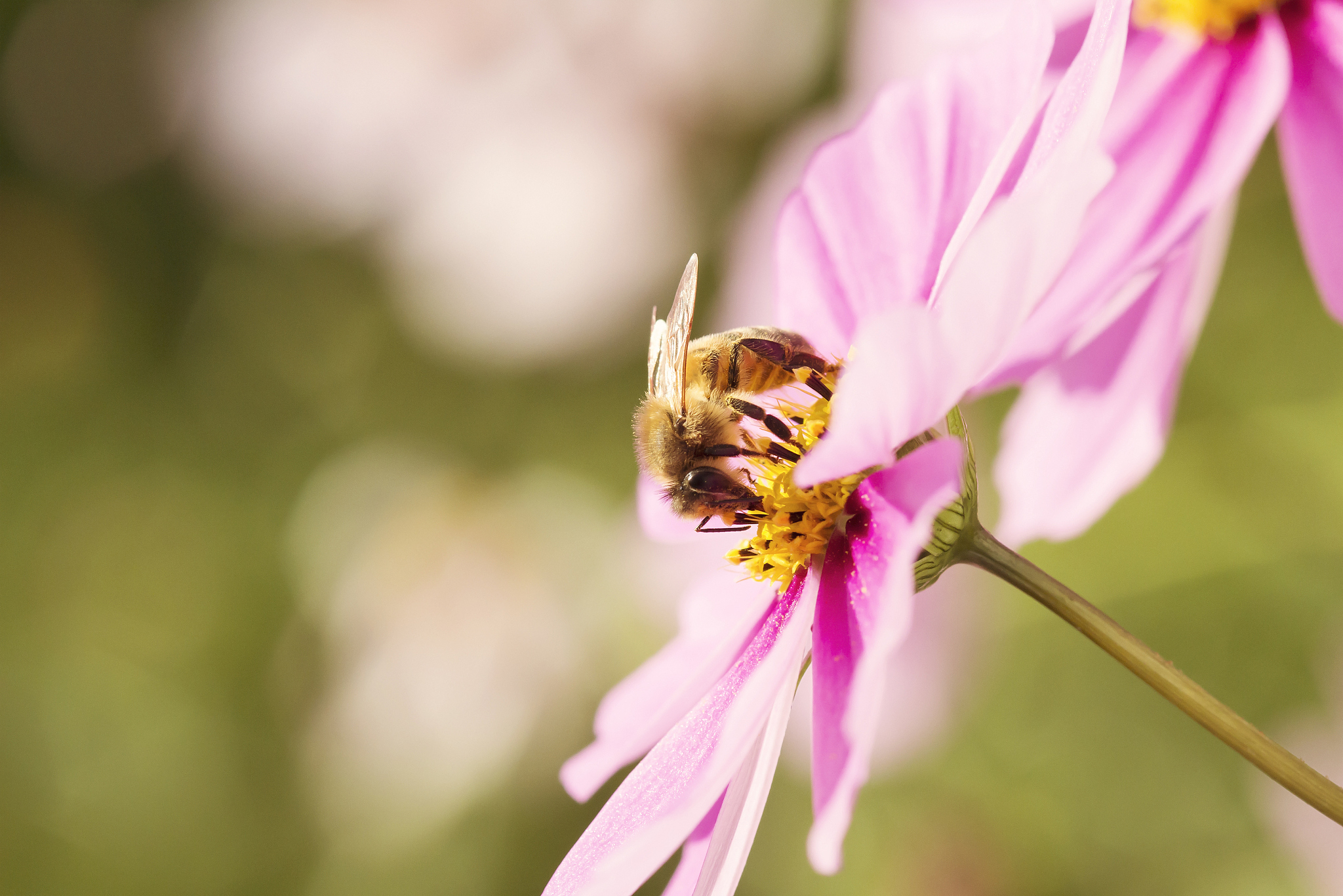 山西林业职业技术学院园林技术专业涉及哪些课程