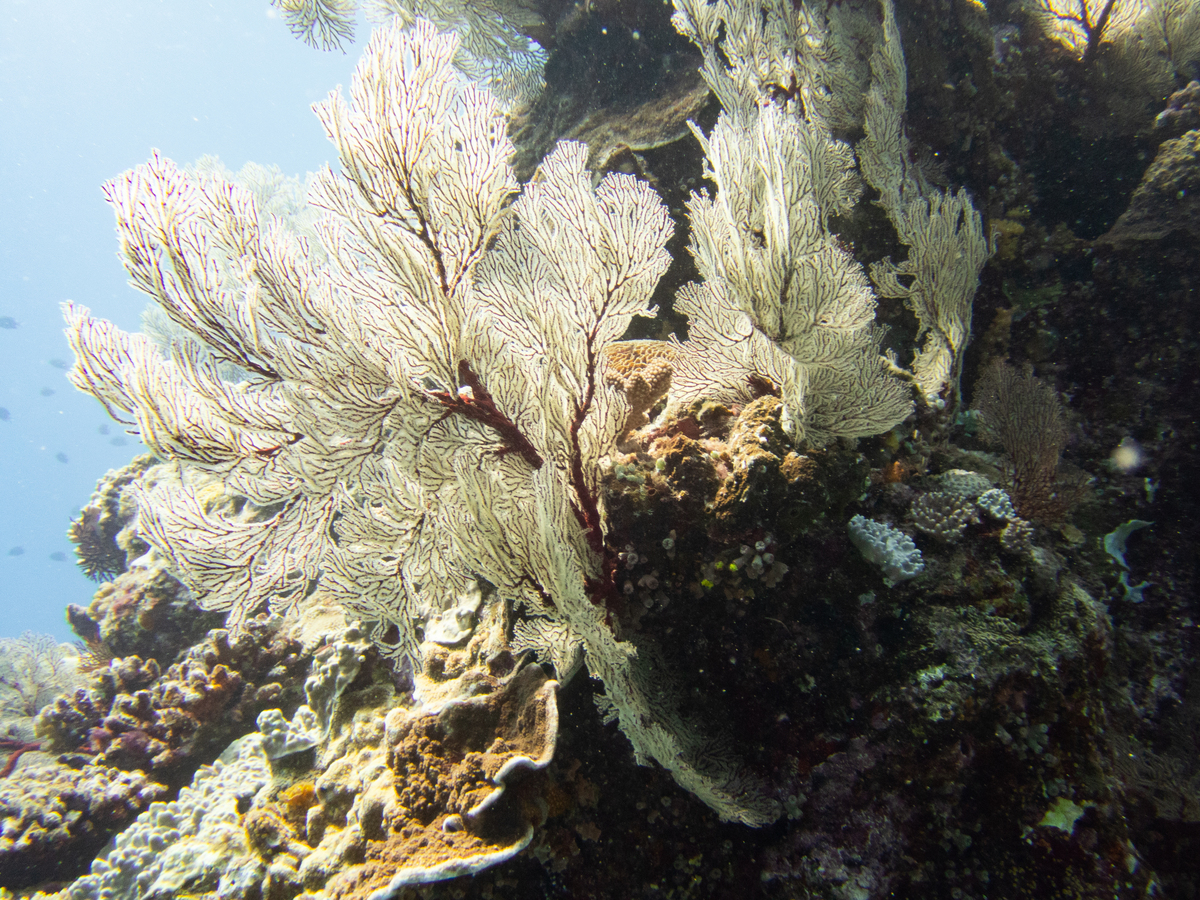 海洋小绵羊：揭秘不可思议的光合作用动物——叶羊