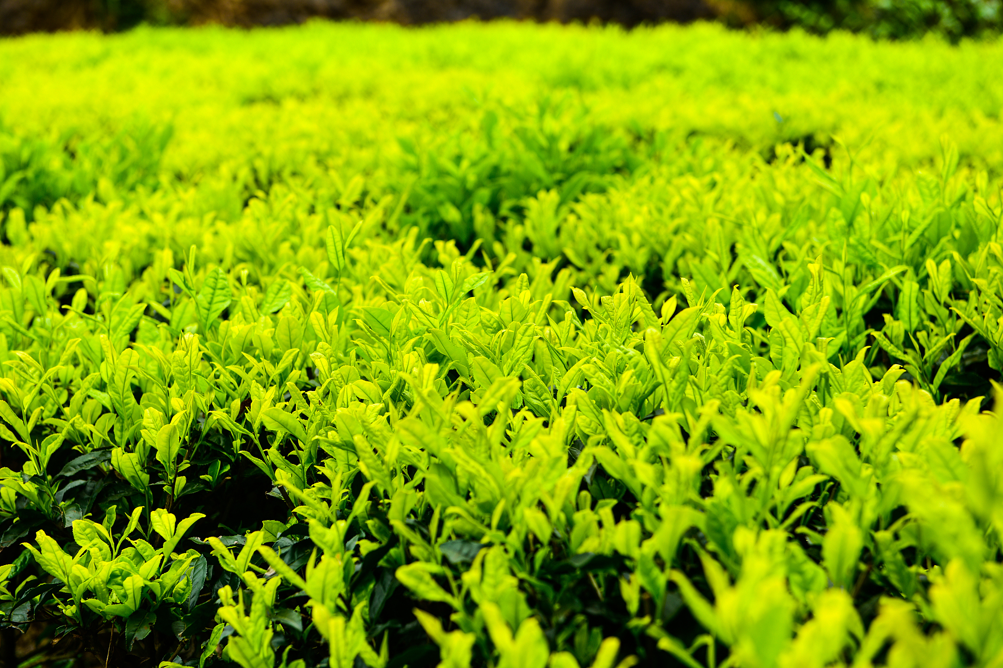 白茶100克松压砖尺寸