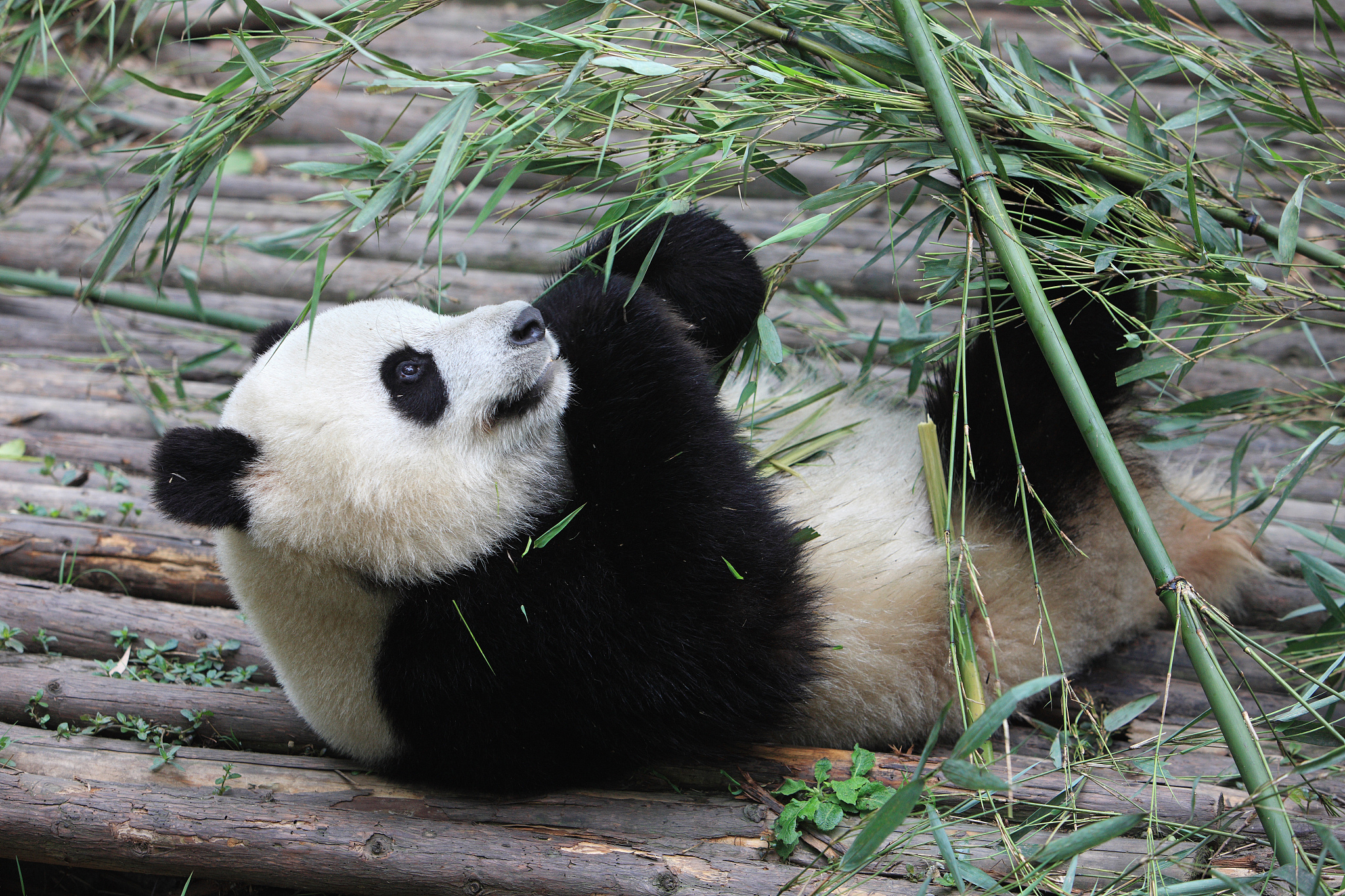 用a panda续写一篇长度为十二句的中国3年级的英语短文