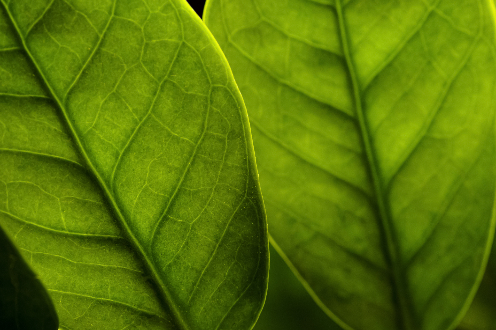 请作为一个有顶尖网页ui设计师以及顶级程序员的团队帮我写一个整体风格为浅绿色和浅蓝渐变的收录了一些MC红石机器的网页