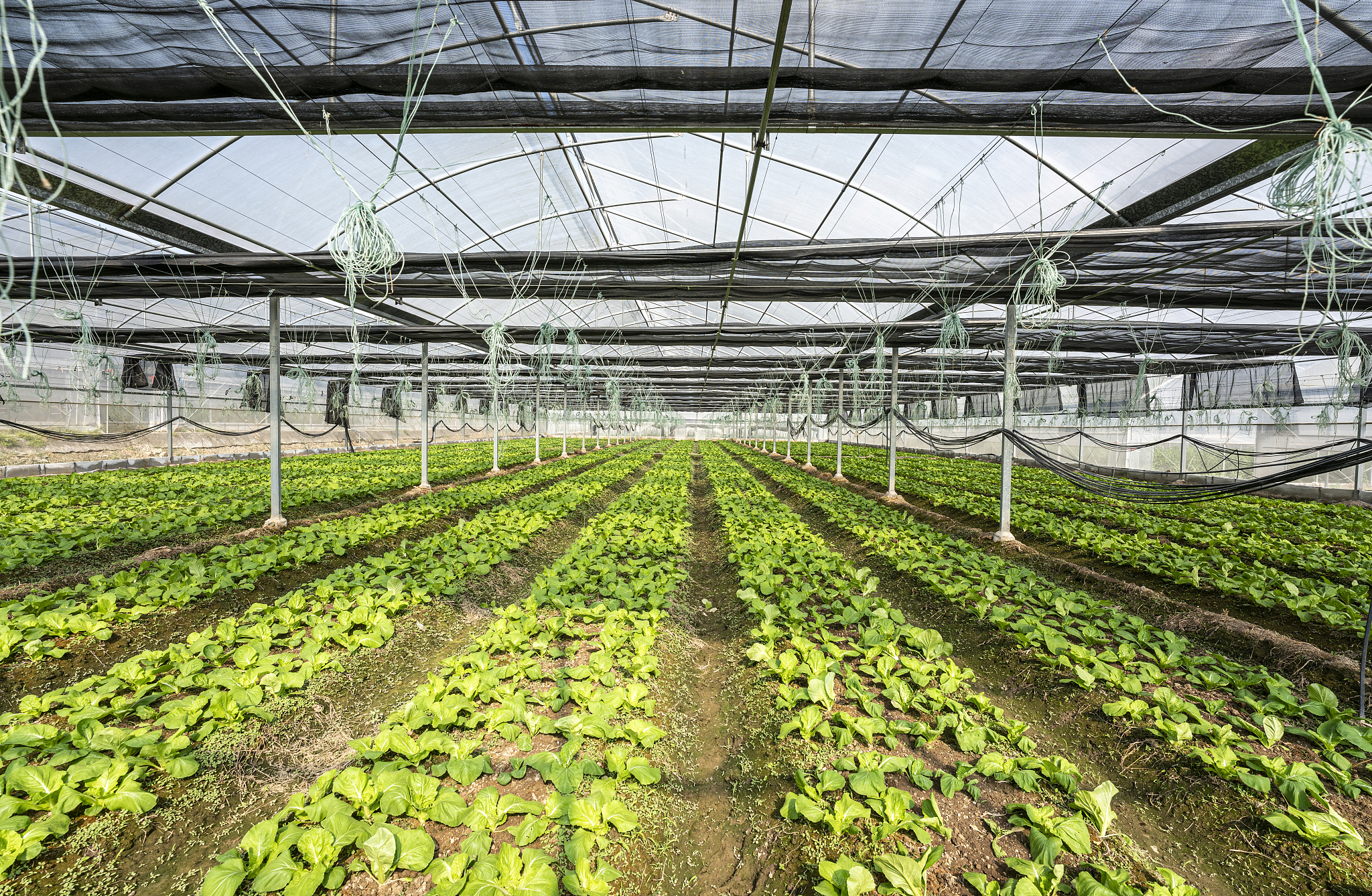 1项目概述蔬菜是人类生存必不可少的特殊商品是人类保持膳食平衡的重要食物蔬菜生产属于劳动密集性产业属高效农业项目之一 大棚蔬菜的最主要优点就是可以种植反季节蔬菜生长快不受季节限制可提前上市。利于对于温度湿度等一些因素的控制让蔬菜更早的投入市场！从而产生更大的效益也是农民增收的主渠道！建设地点：西安市蓝田县农业种植区。 建设规模：项目占地约150亩其中冬暖式蔬菜大棚100亩蔬菜育苗日光温室30亩。保鲜