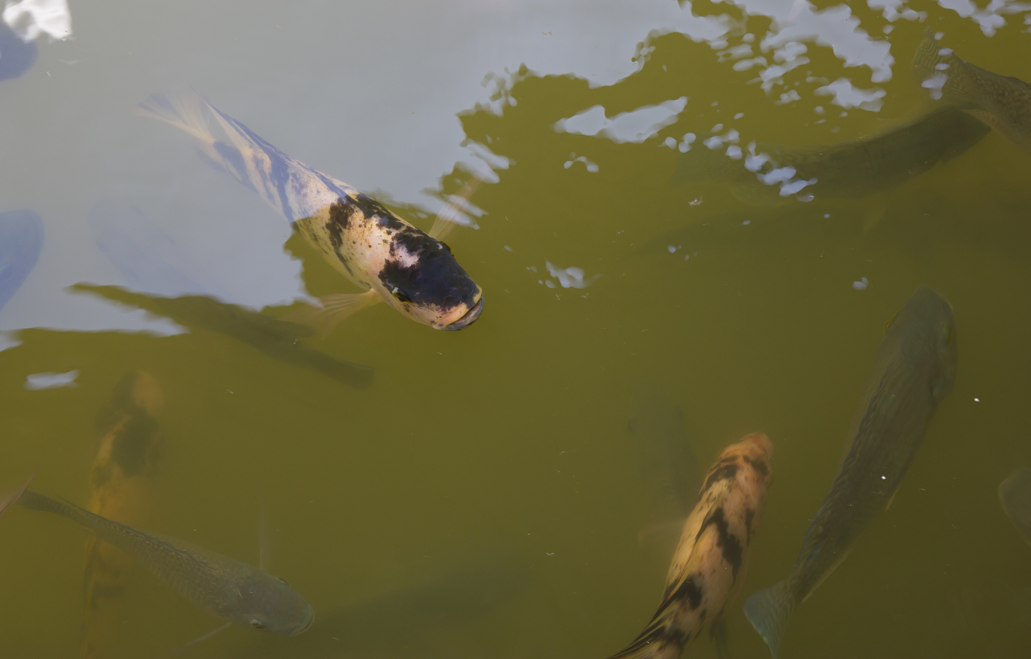 尹飞教授 - 水生动物病害防治技术专家