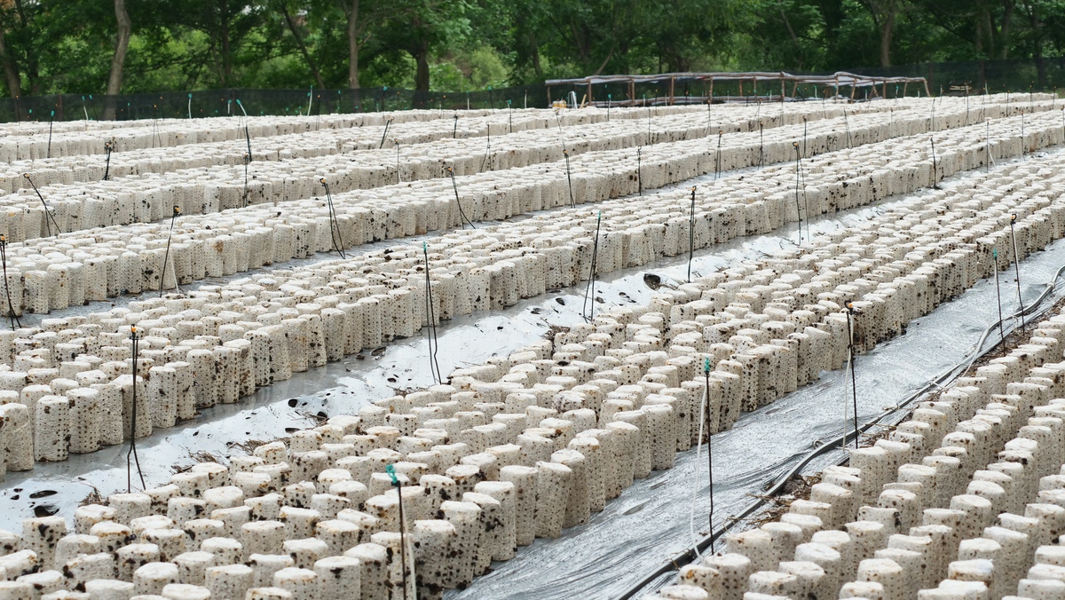 相比之下牡丹江镜心湖菌业有限公司在一期食用菌全产业链项目投入运行之后。与黑龙江省农业科学院牡丹江分院开展深度合作对黑木耳菌包进行机械化自动化智能化的生产跟菌农签订购买协议并为菌包购买保险让菌农放心购买、安心种植。做到真正让广大菌户种上放心的菌包解决菌户后顾之忧。扩展开来写一写