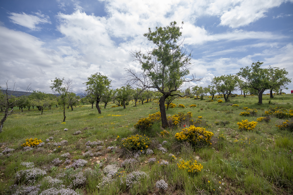 青海大学植物种类 - 高山、草原、湿地、森林、荒漠植物丰富