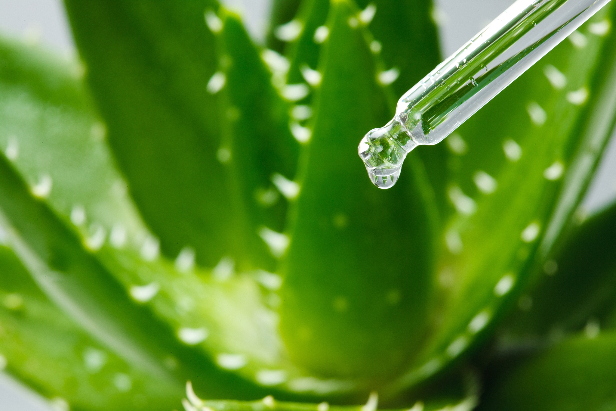 芦荟甙是干嘛的