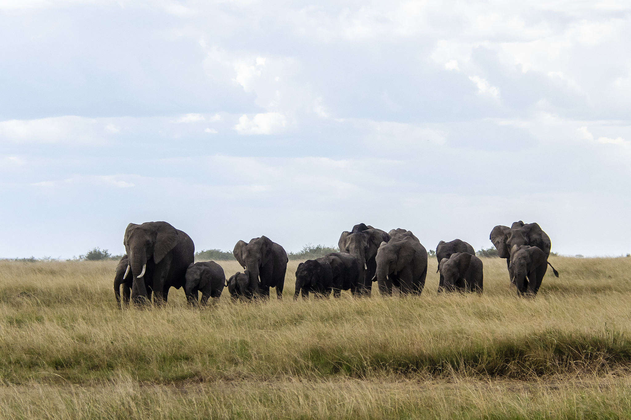 an elephant herd grazing in the grasslands of masai mara nationa