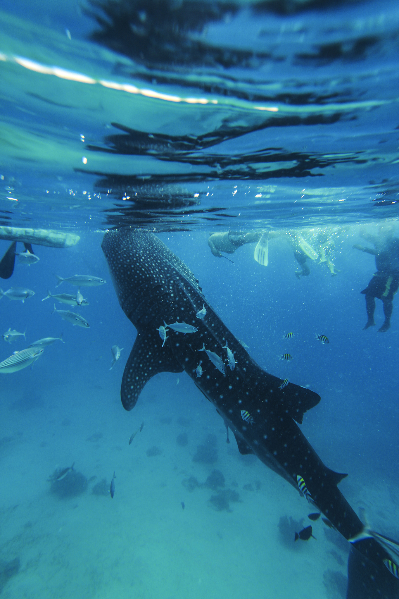 星河鲸：拥有最大身体密度的动物
