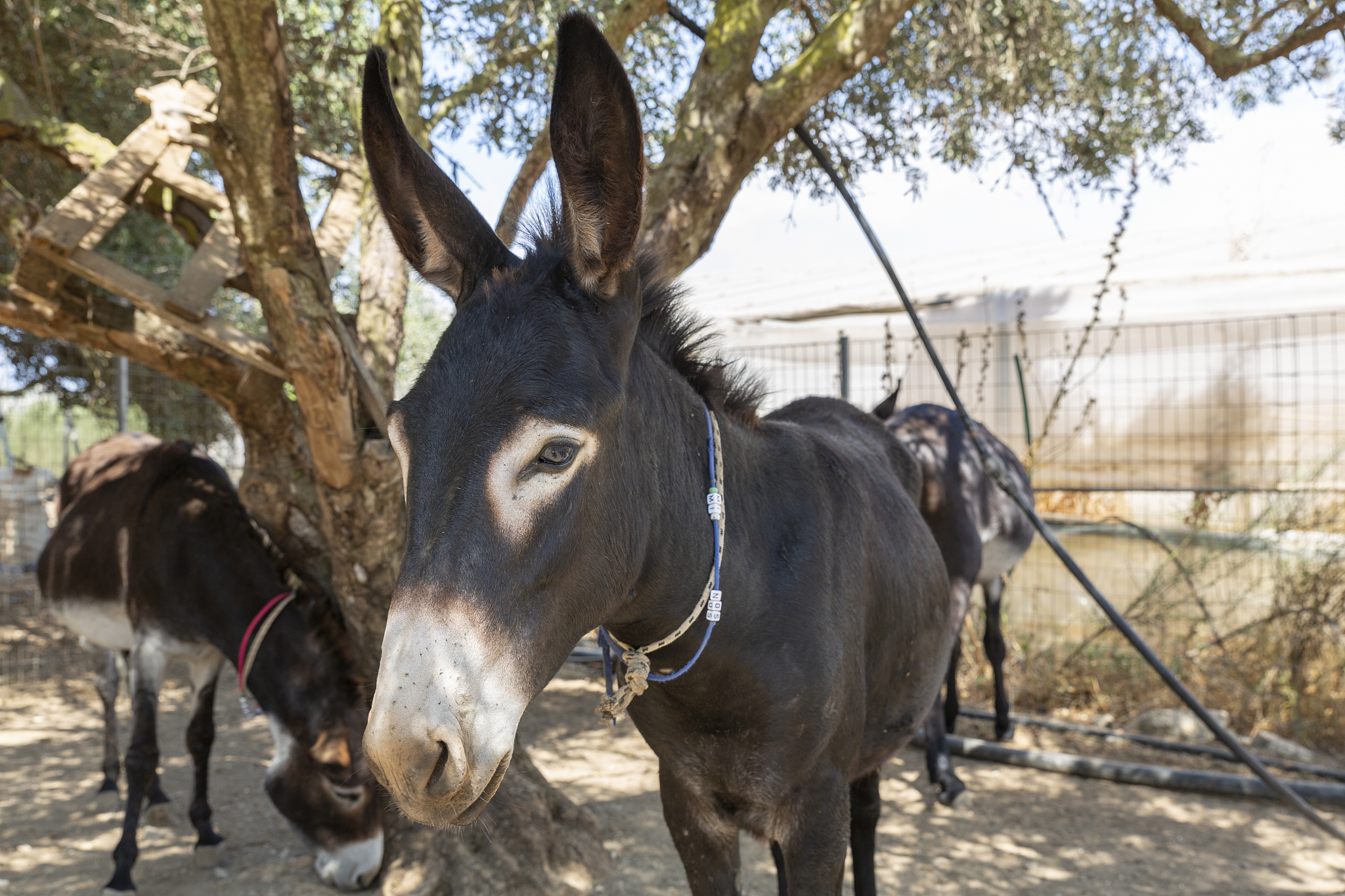donkey on a farm in greece, europe