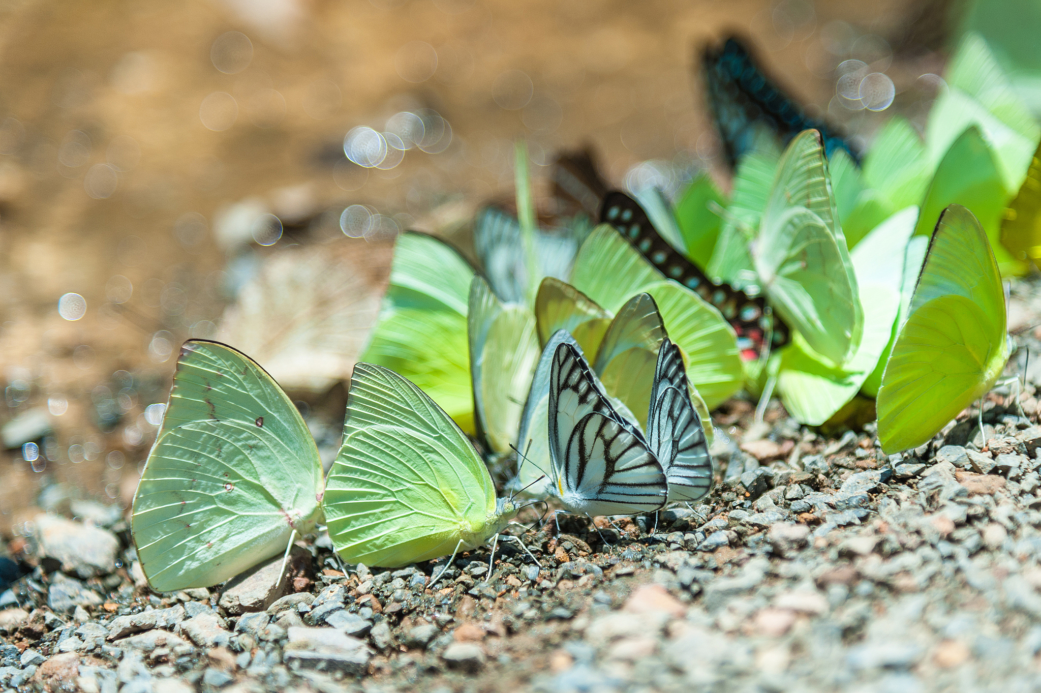 《昆虫保护与多样性》(Insect Conservation and Diversity) 期刊: 推动昆虫研究与保护
