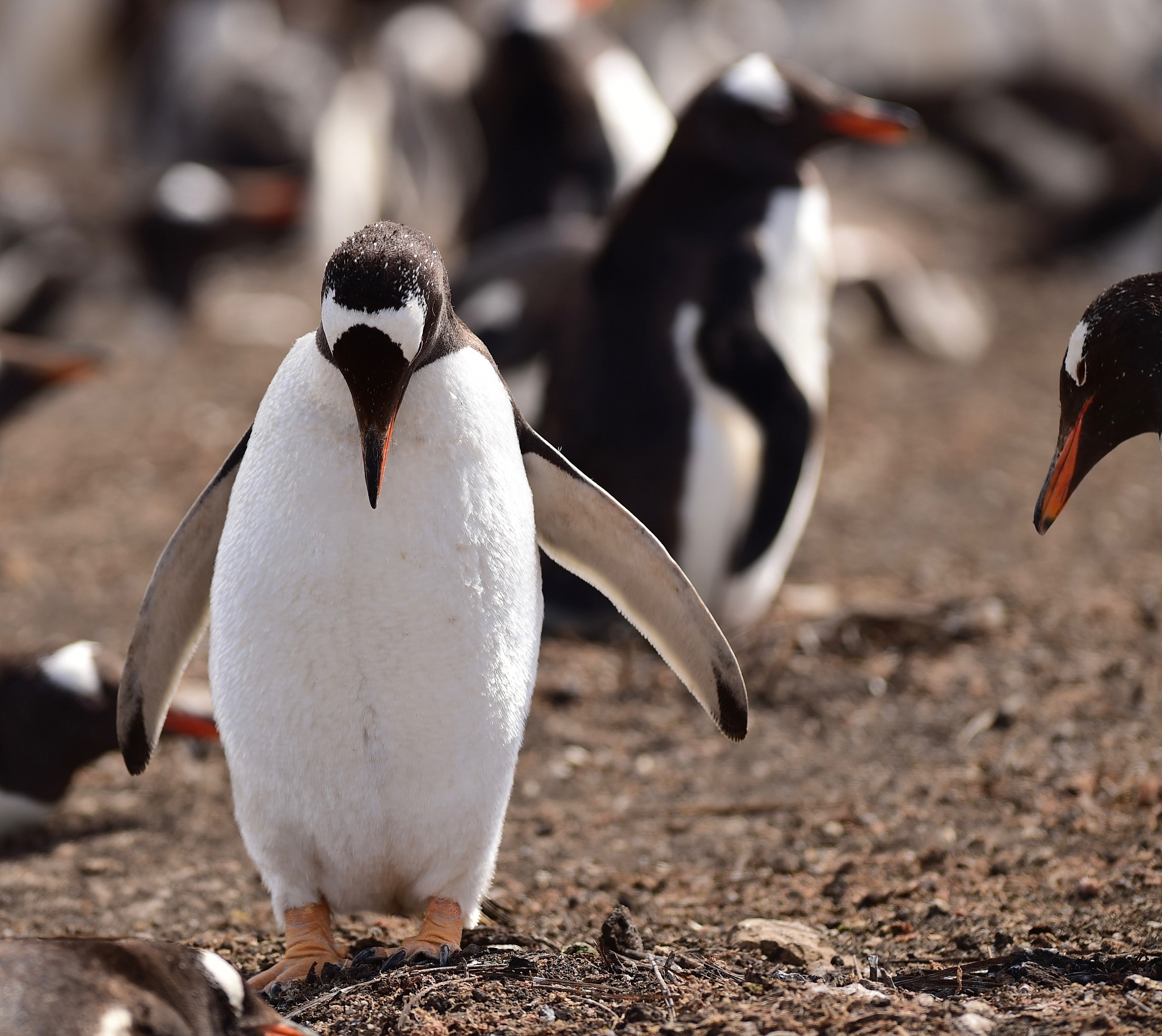菲利普岛探险：独特的海岛生态系统