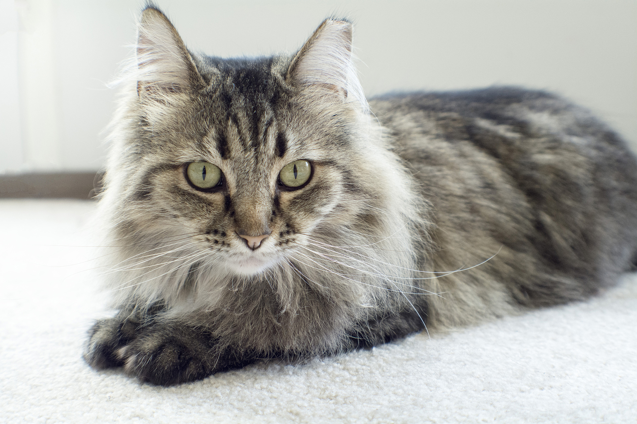 majestic beautiful mainecoon cat