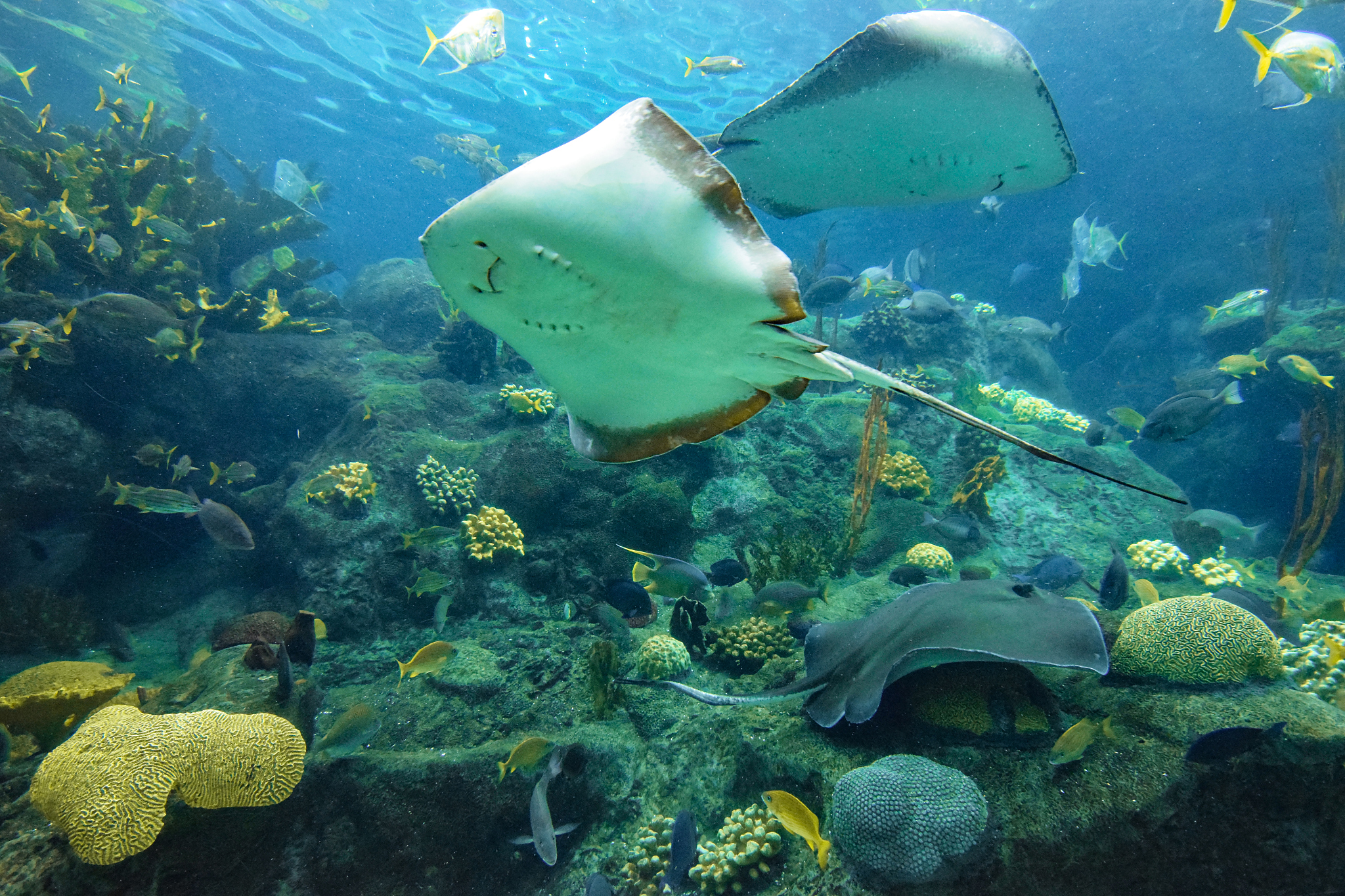 stingrays on coral reef