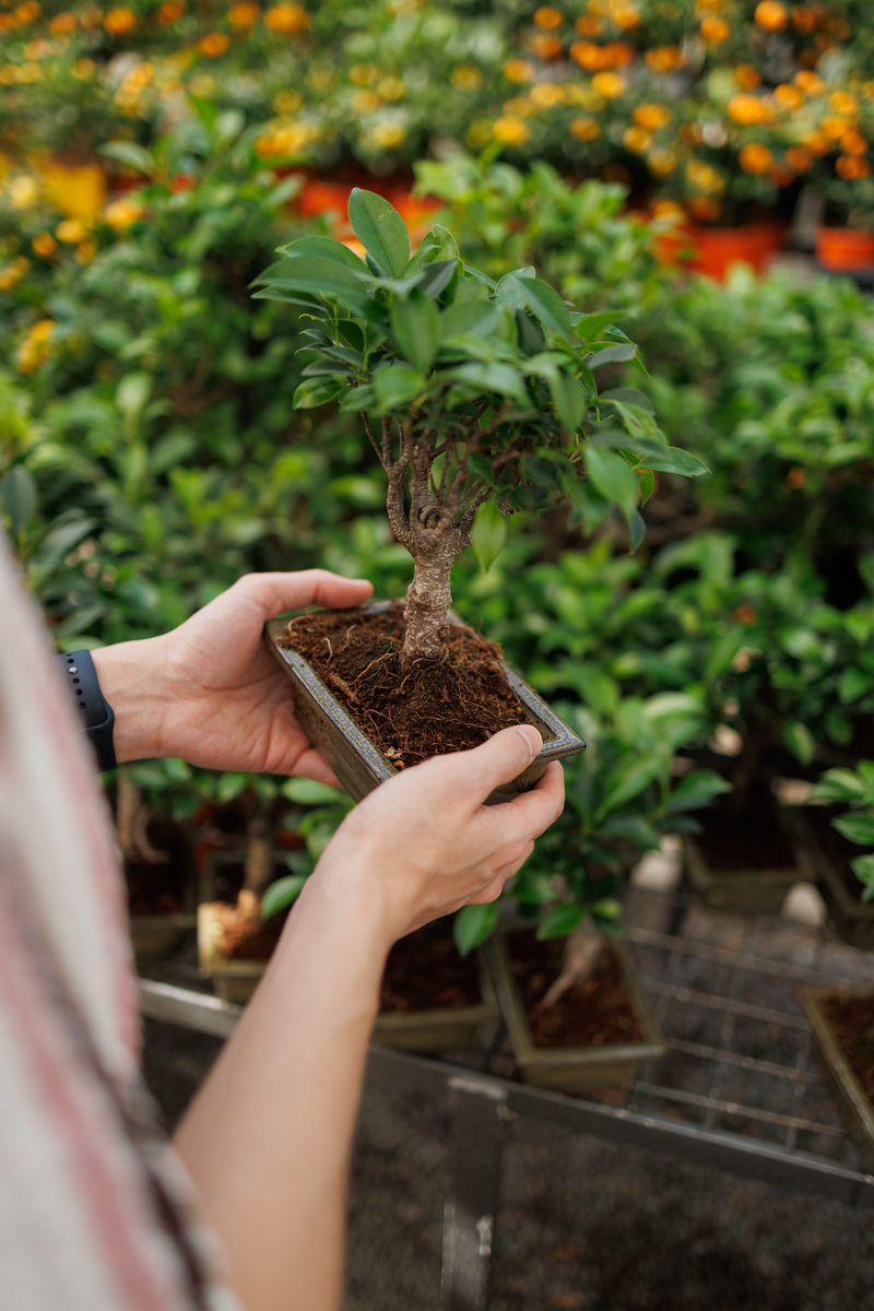 九里香什么时候修剪才不会病害400字