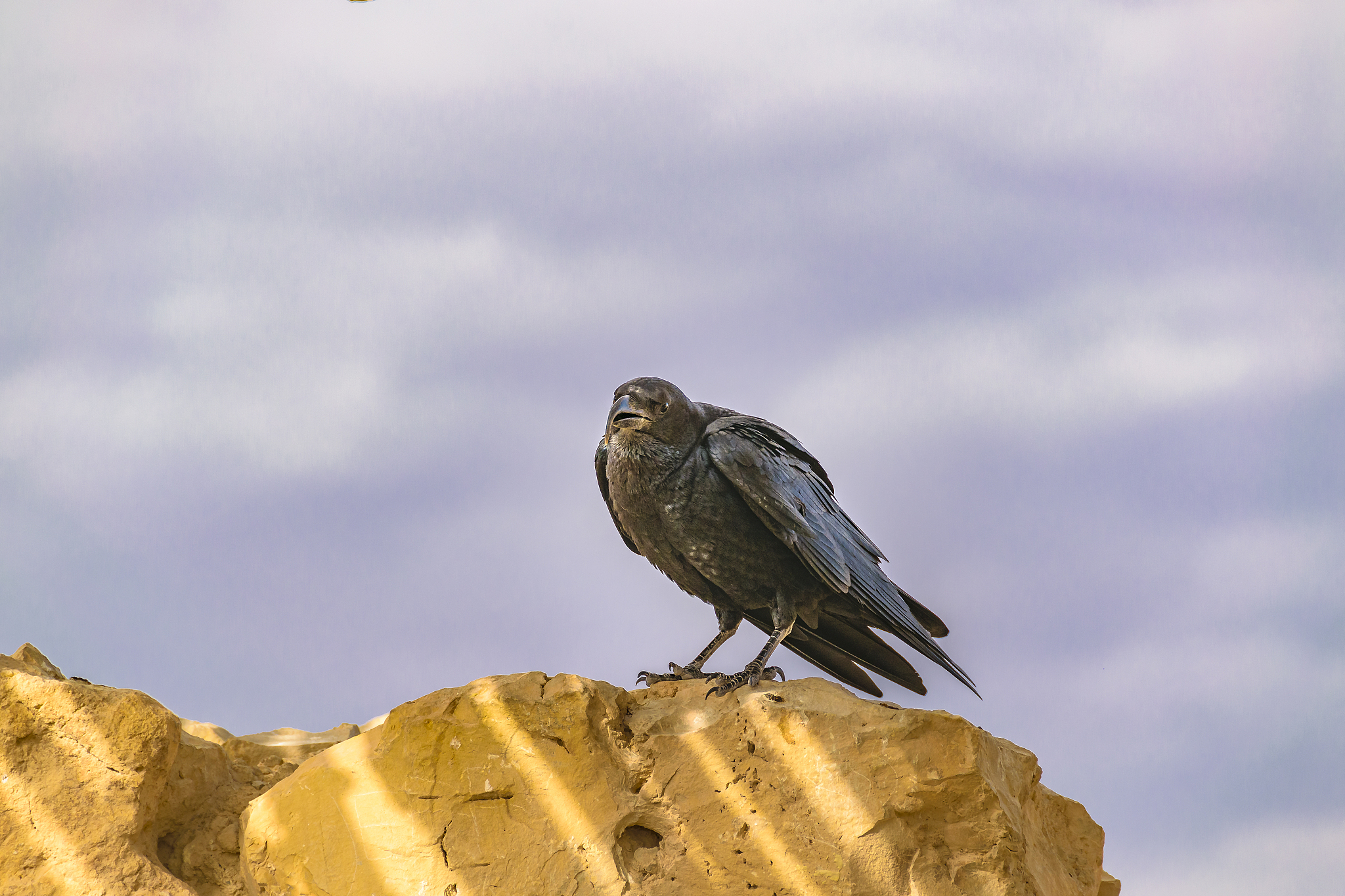 带大嘴巴鸟的折叠自行车品牌