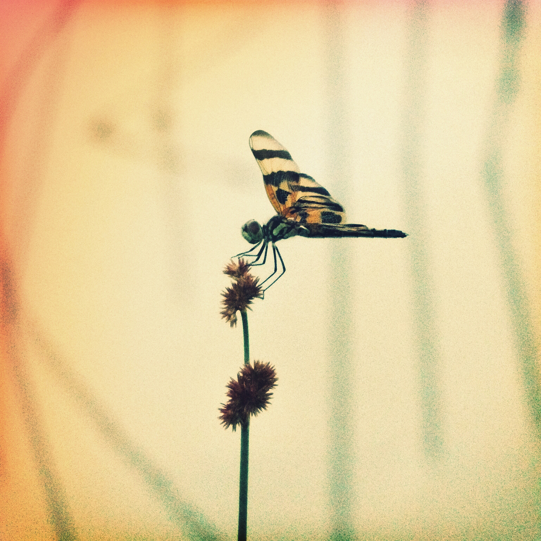 蝉鸣：生命的赞歌，激励你勇敢追梦