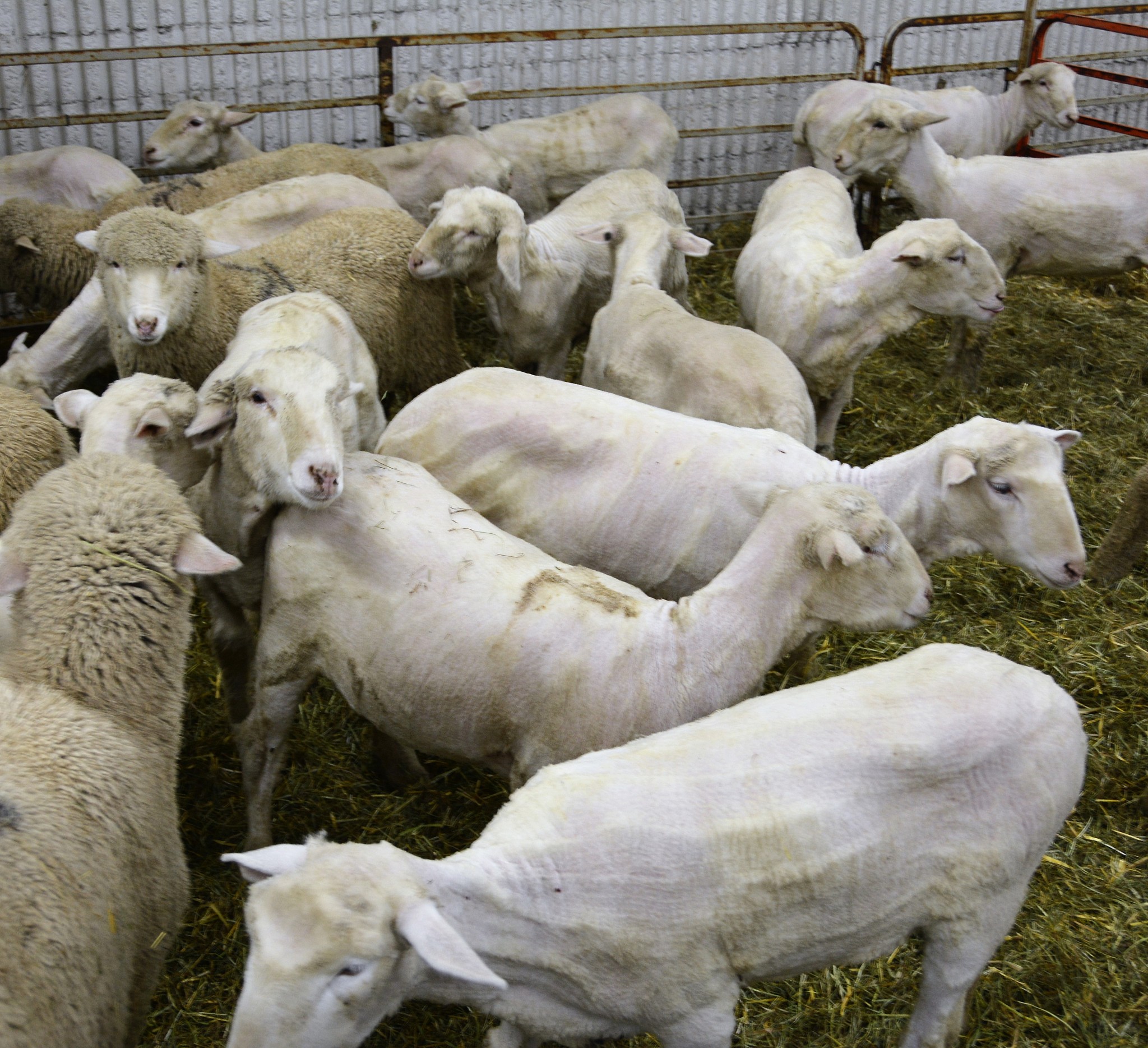 贵州省畜牧兽医学校特种动物养殖专业未来就业方向如何