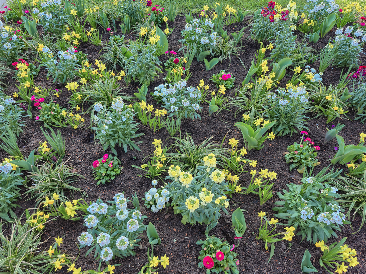 高山植物的花色：类胡萝卜素和花青素的作用
