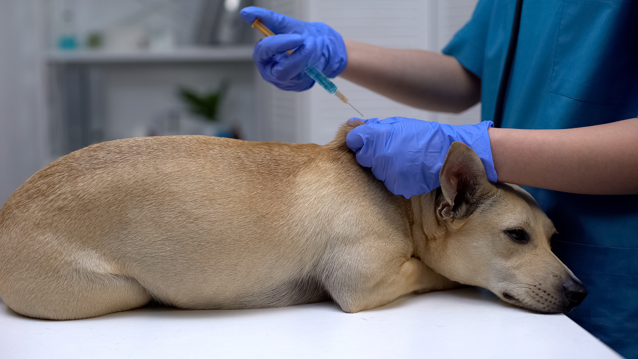 吉林动物医学专业就业前景：未来方向及发展趋势