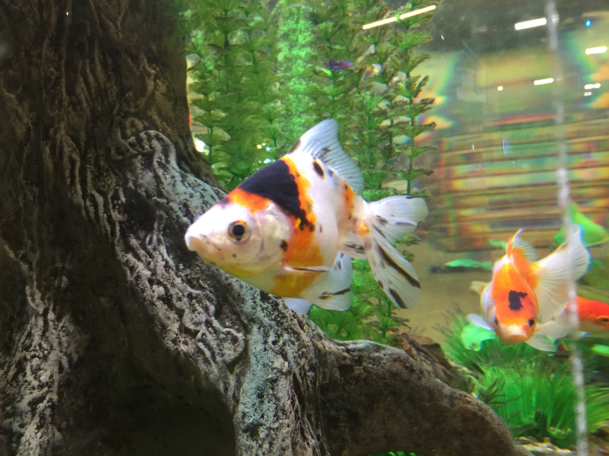 金鱼的平均寿命为多少