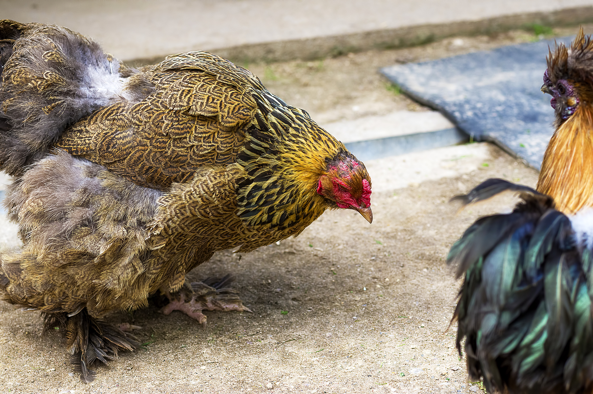 domestic chicken close-up