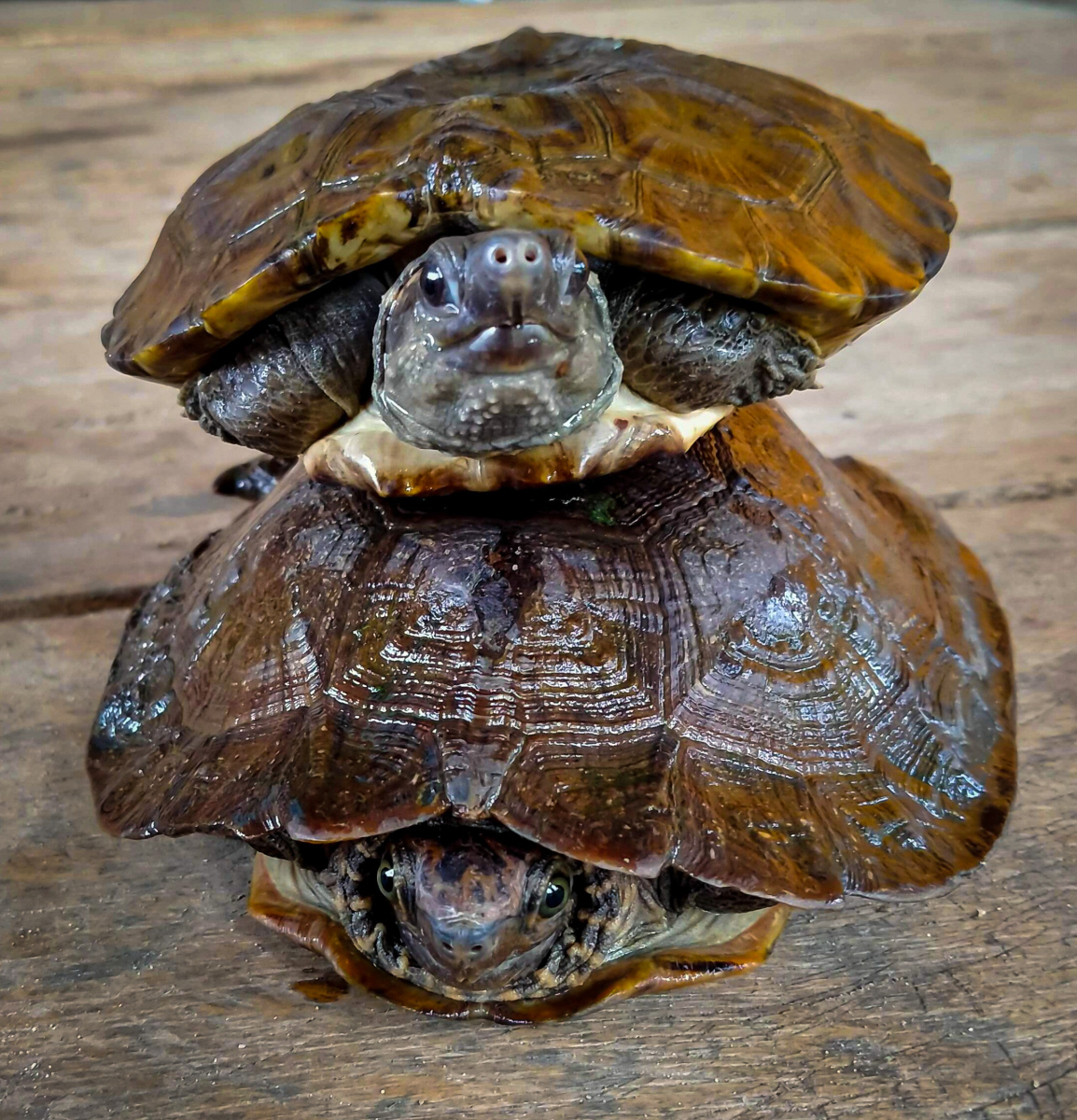 不太明显,但以下是一些常见的判断方法:首先,观察乌龟的体型和重量