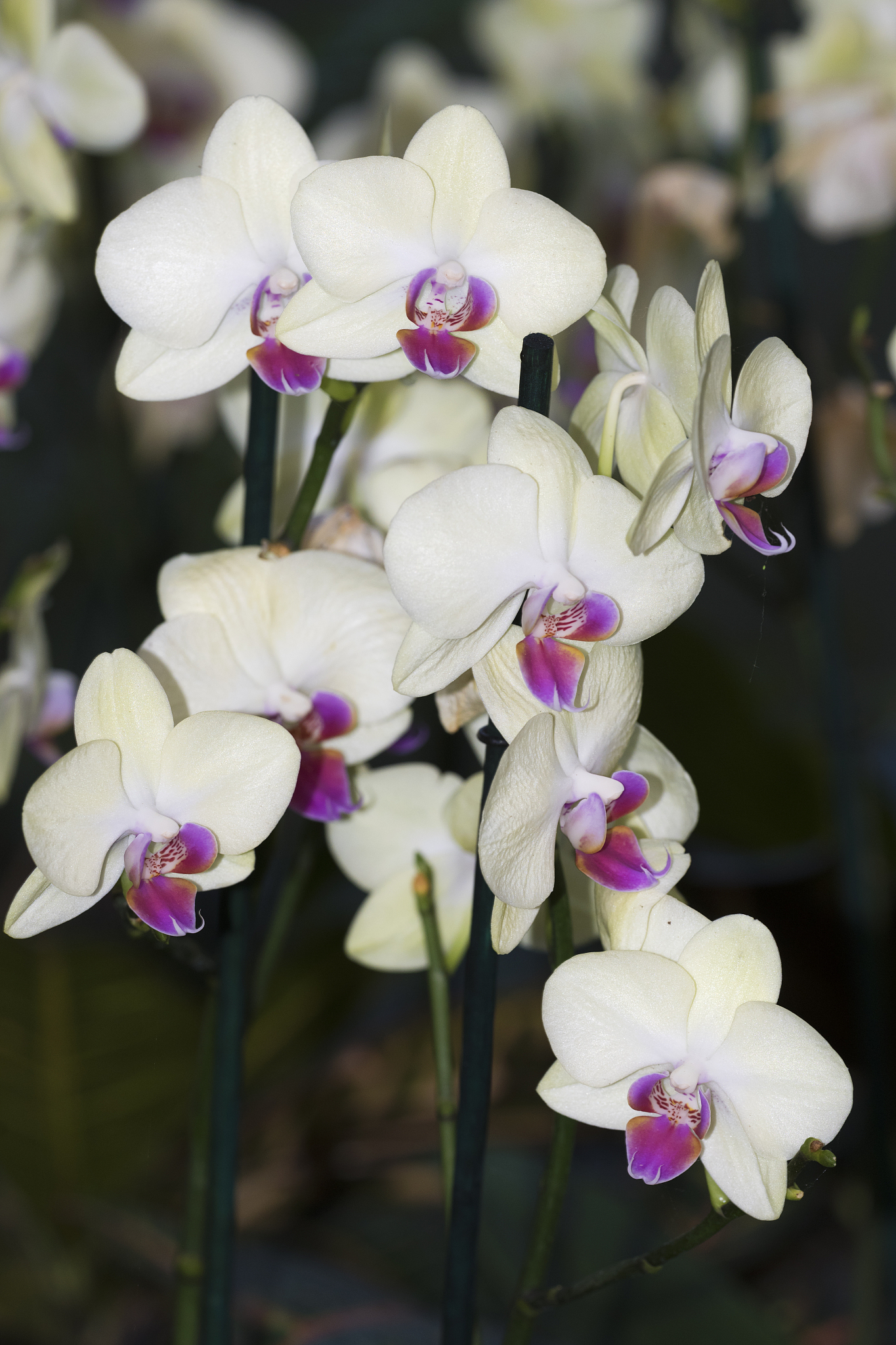 蝴蝶兰喜阴还是喜阳？蝴蝶兰的花期400字