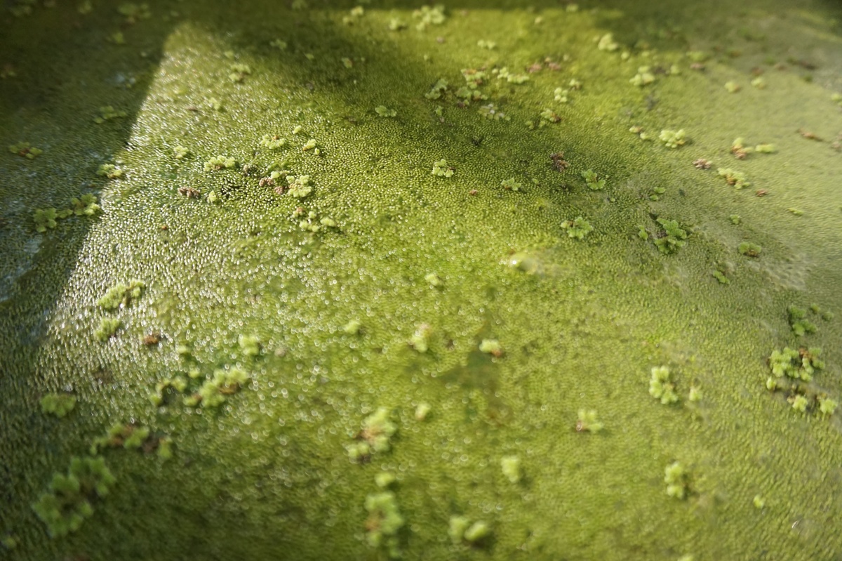 哪些裸藻含有布雷毒素？并非所有裸藻都有毒！